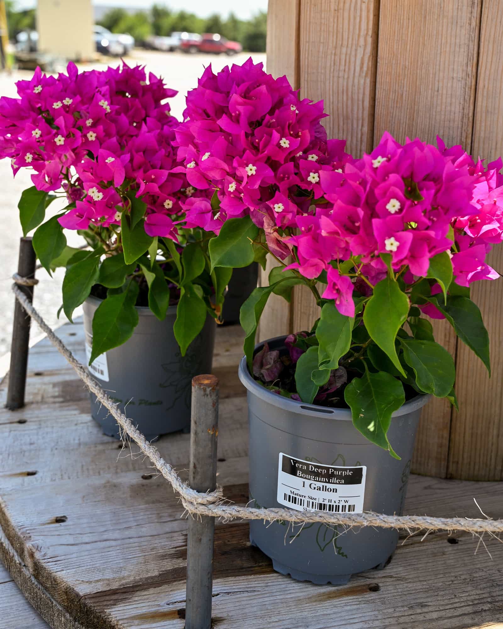 Vera Deep Purple Bougainvillea - view 3