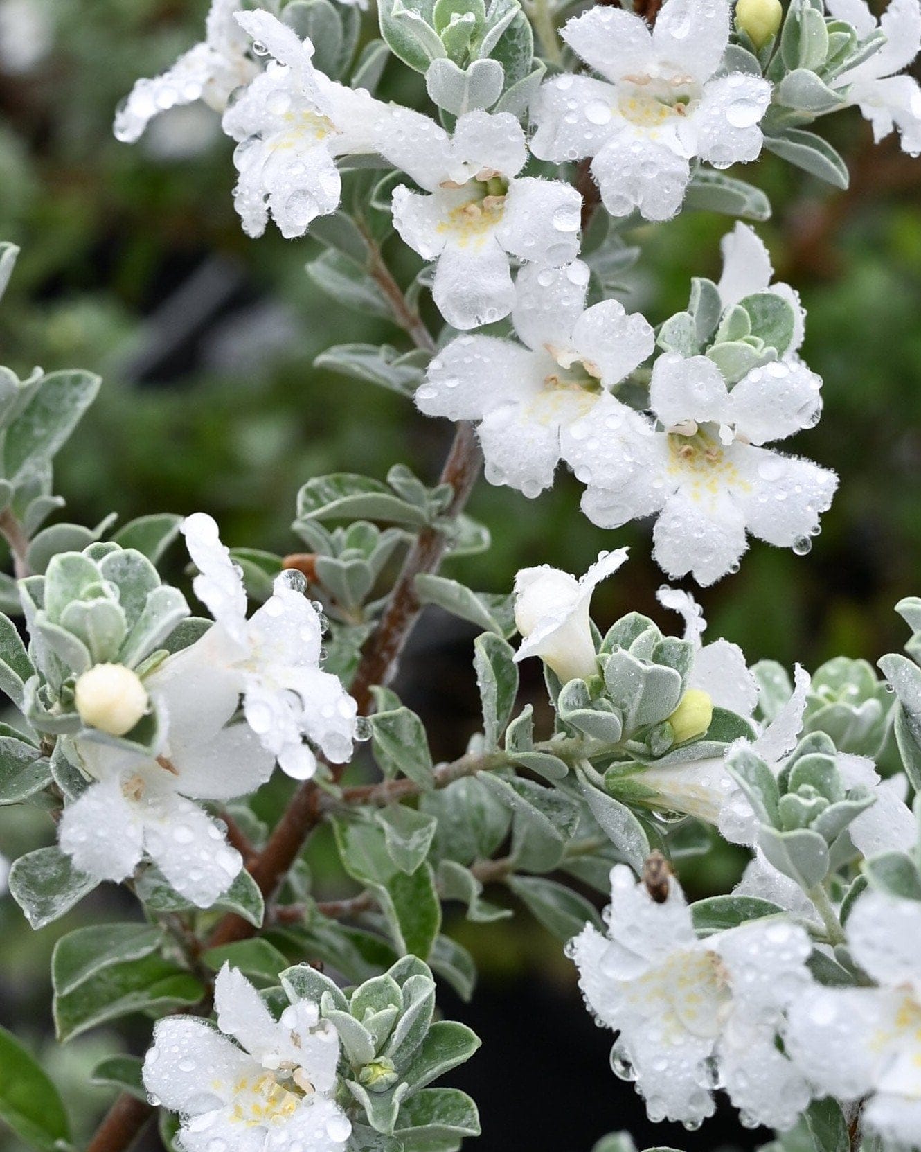 Silver Snow Texas Sage - view 4