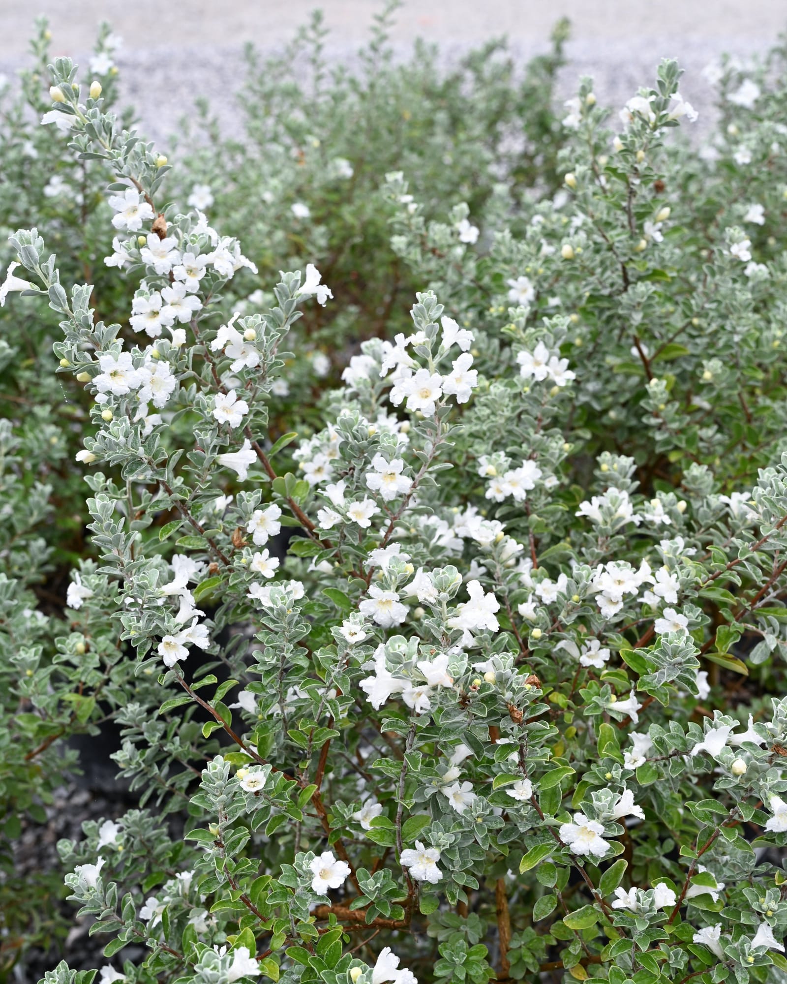 Silver Snow Texas Sage - view 5
