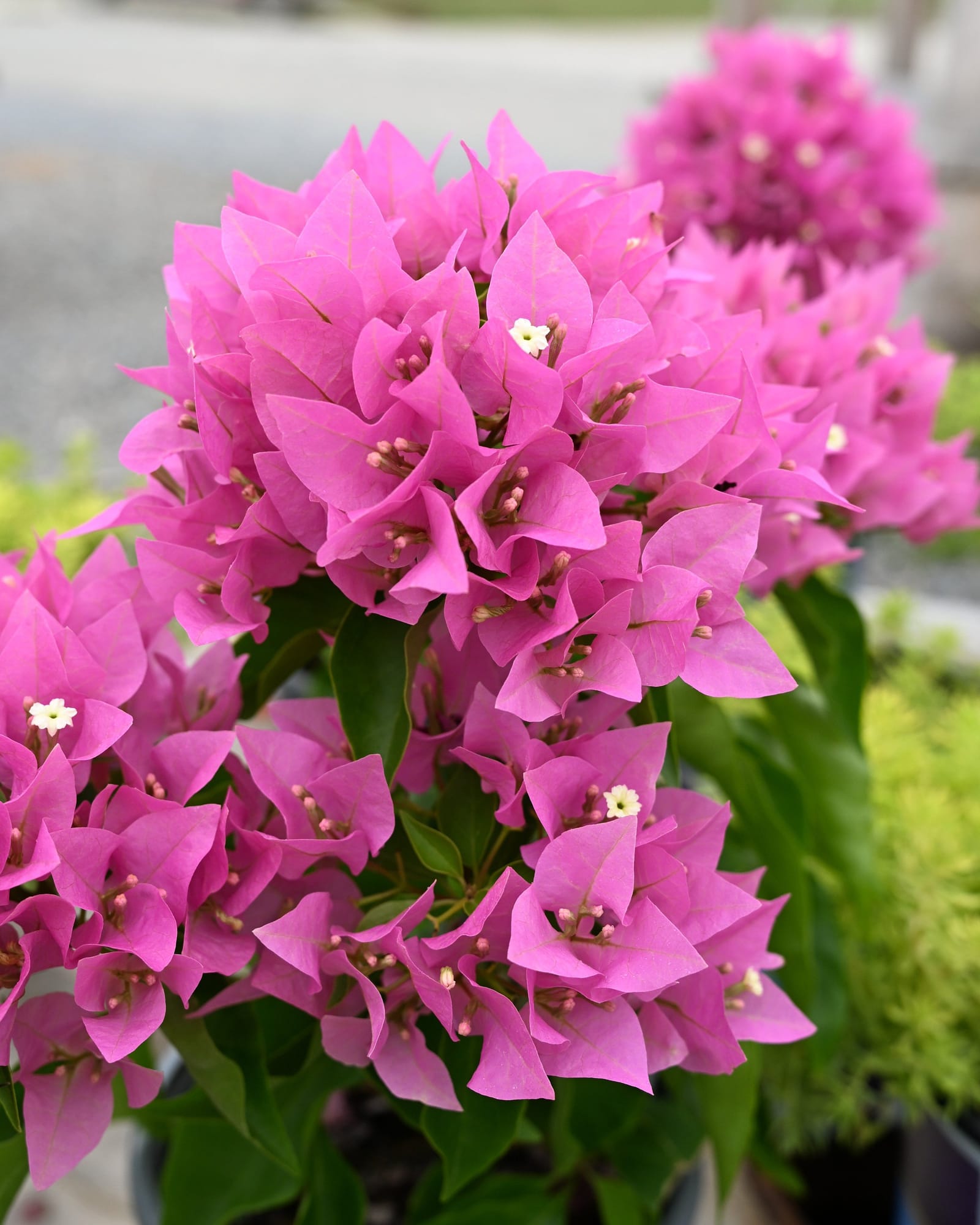 Vera Pink Bougainvillea - Main Image