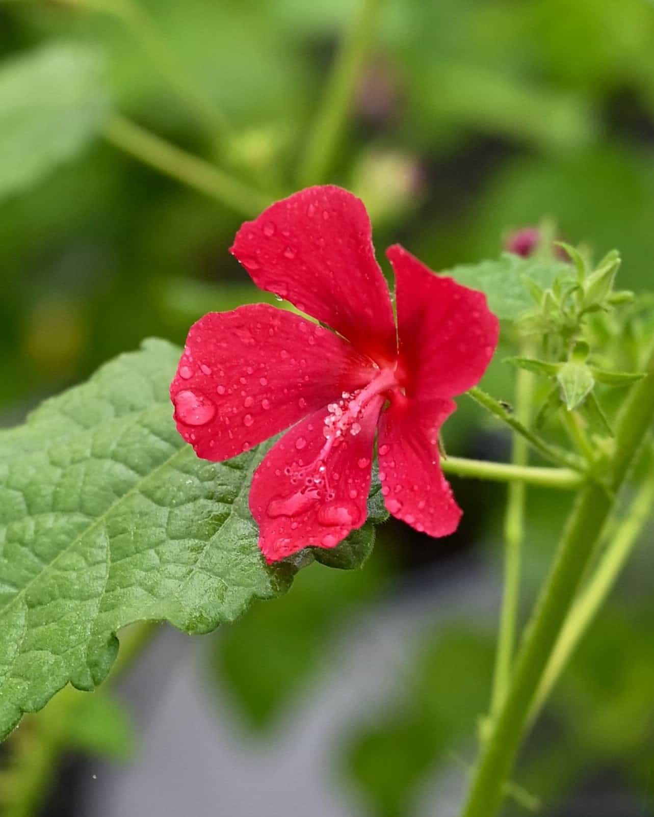 Red Dragon Rock Rose Pavonia - Main Image