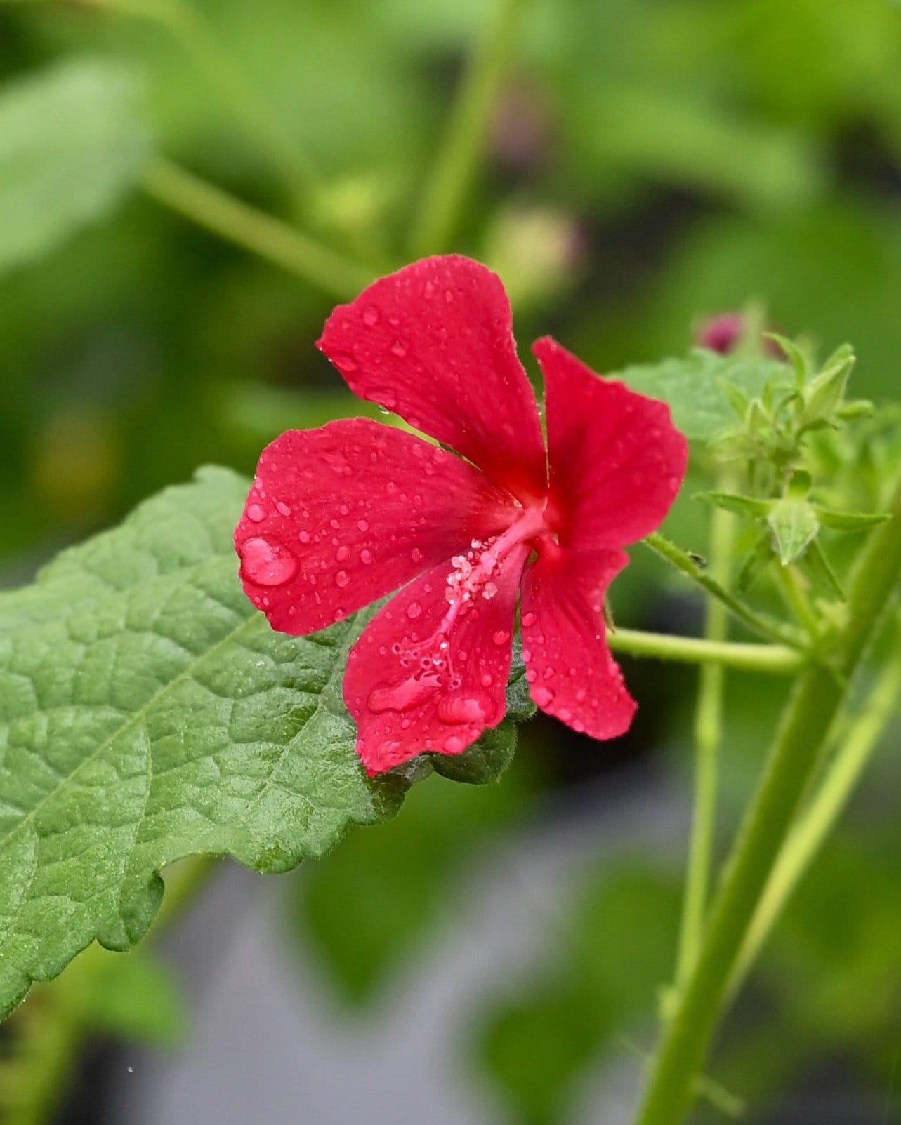 Red Dragon Rock Rose Pavonia - Main Image
