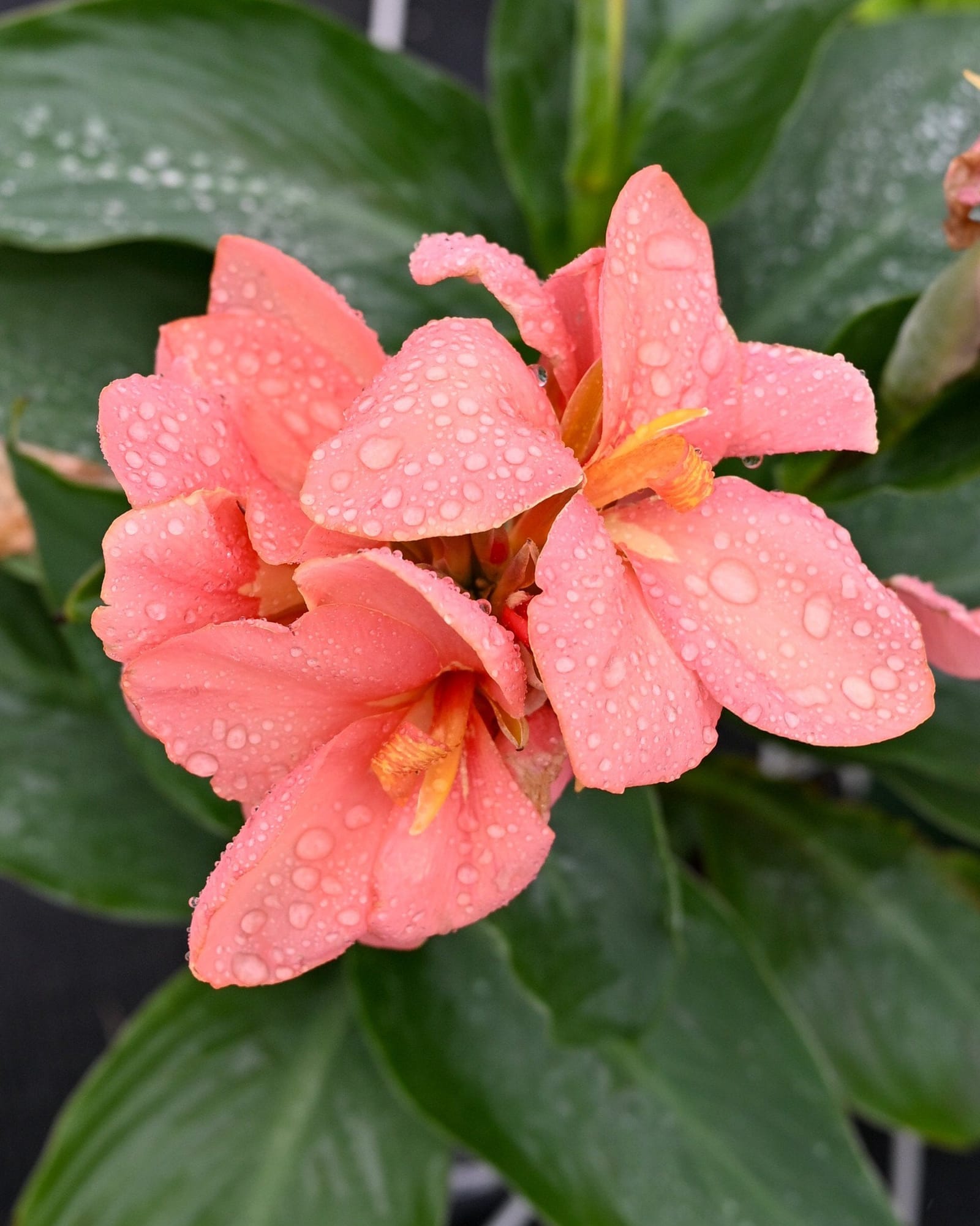 Cannova Mango Canna