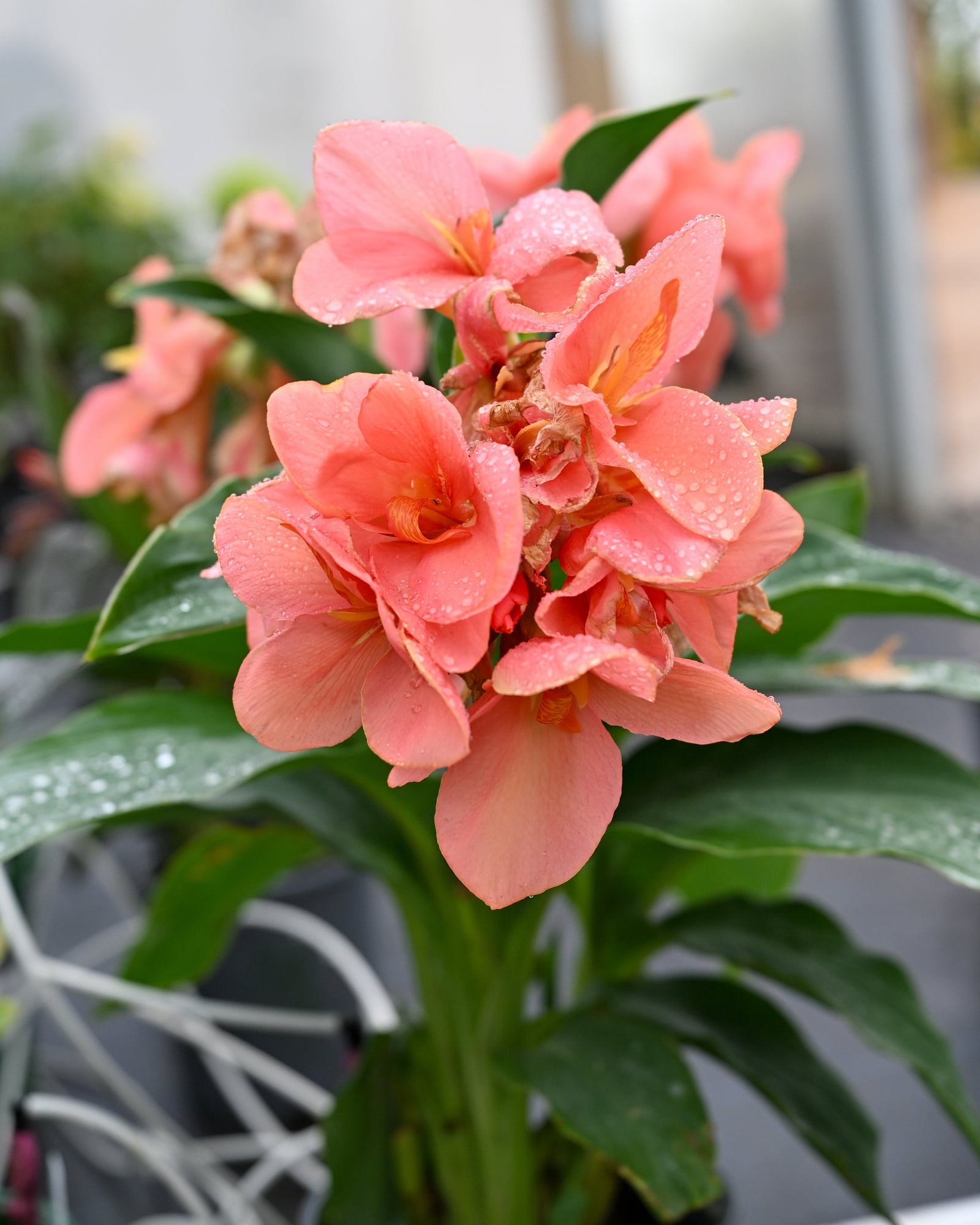 Cannova Mango Canna - Image 1