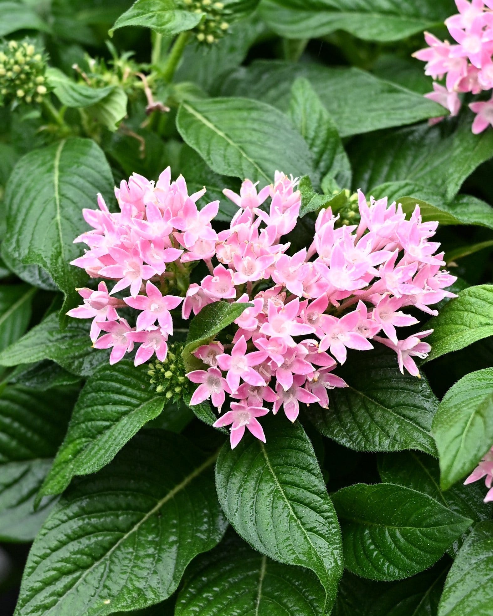 Graffiti Pink Pentas