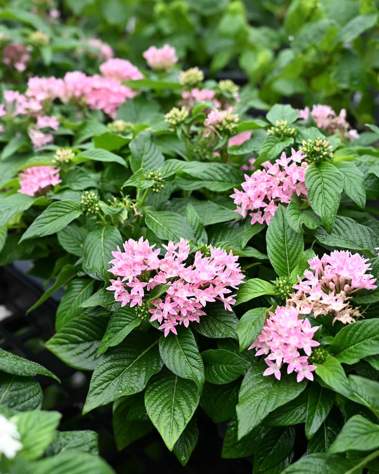 Graffiti Pink Pentas - view 2