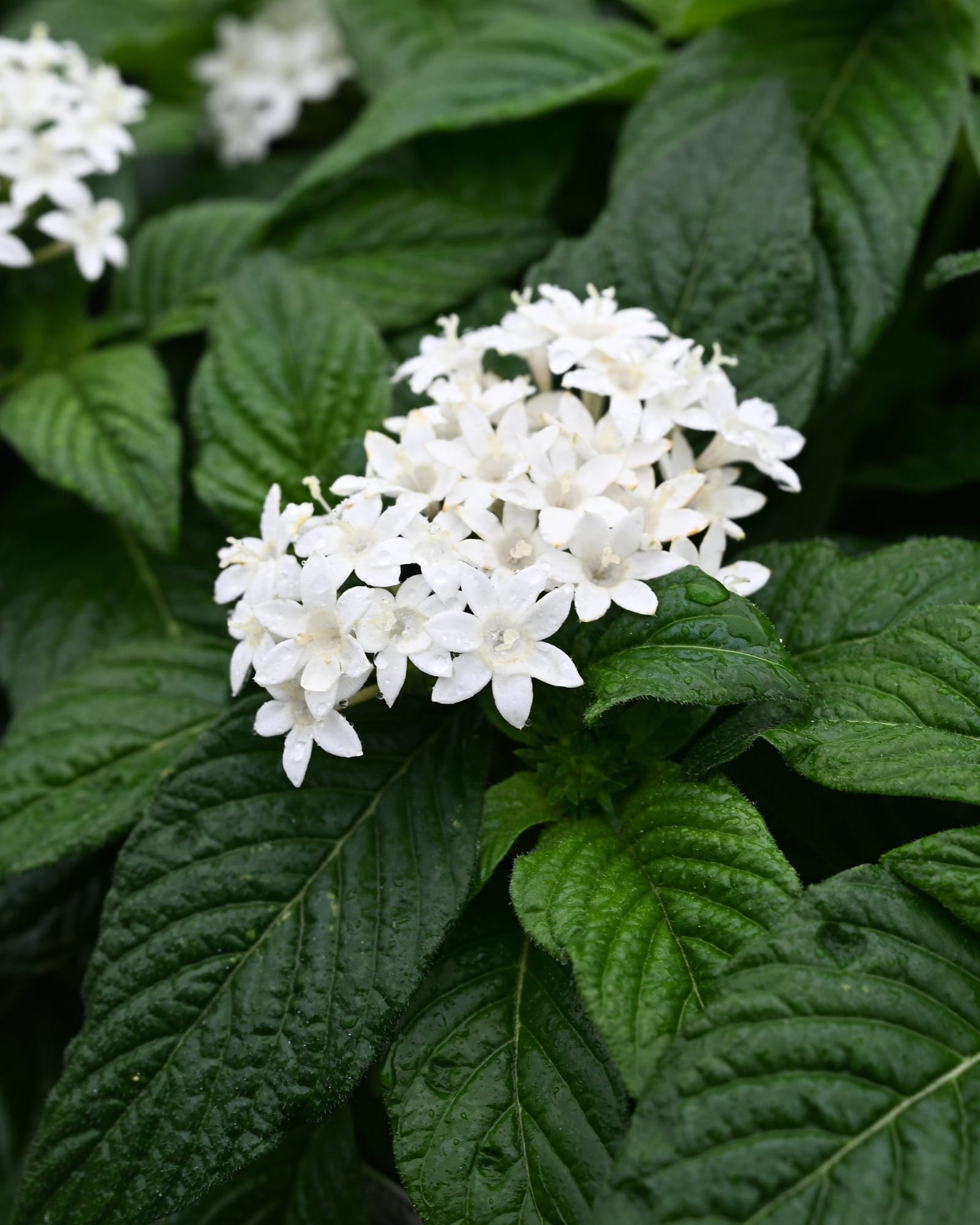 Graffiti White Pentas