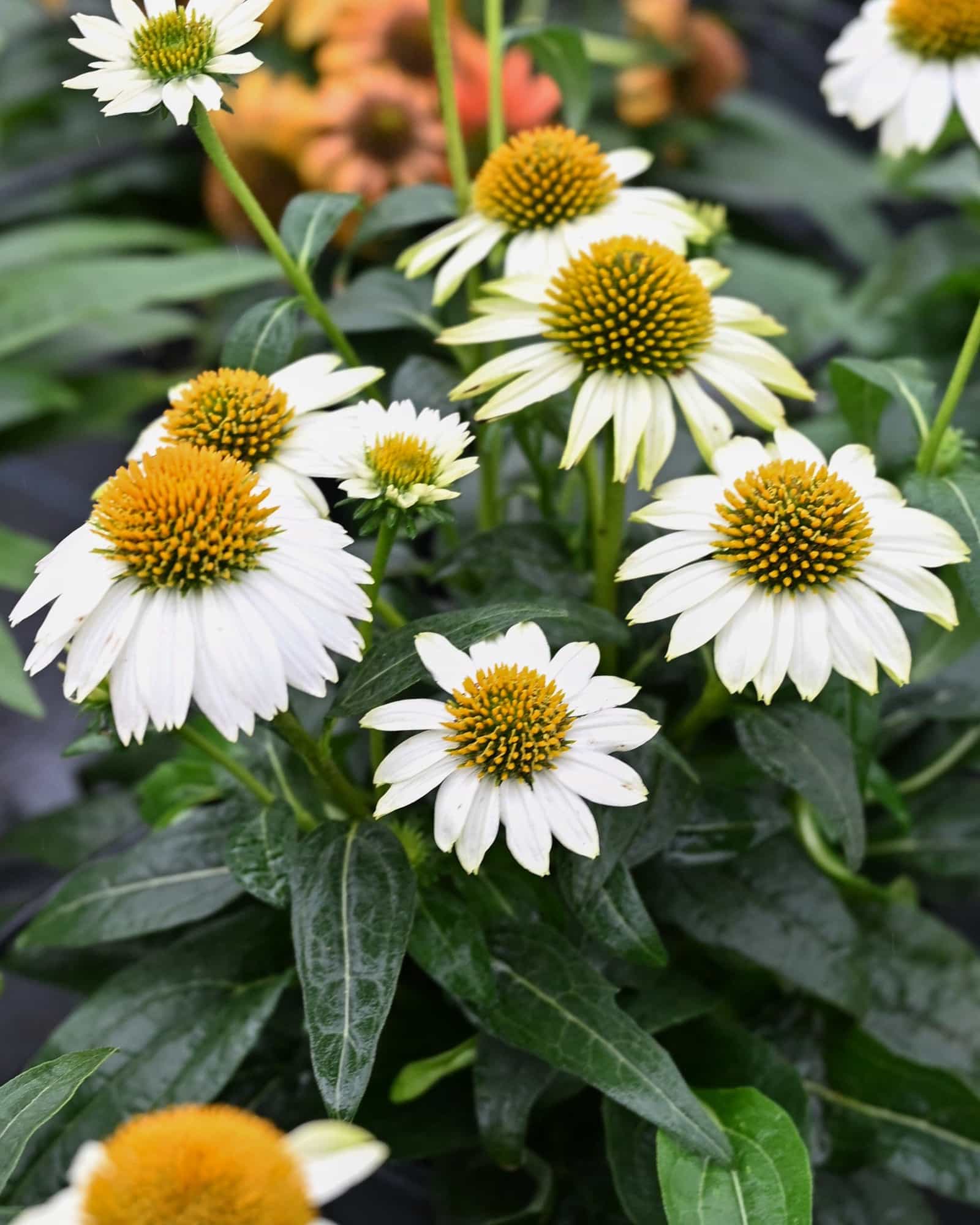 PowWow White Coneflower - Main Image