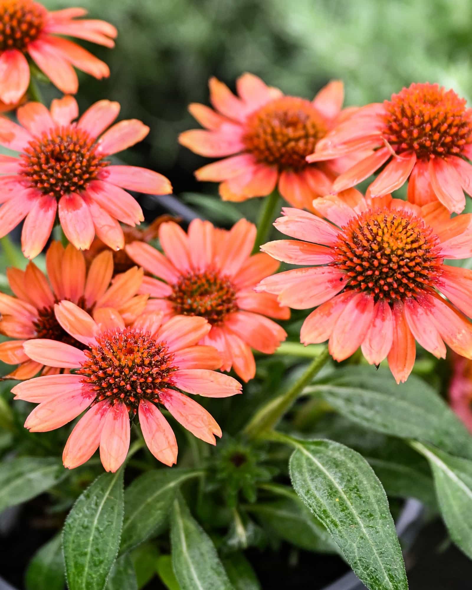 SunMagic Electric Orange Coneflower - Main Image