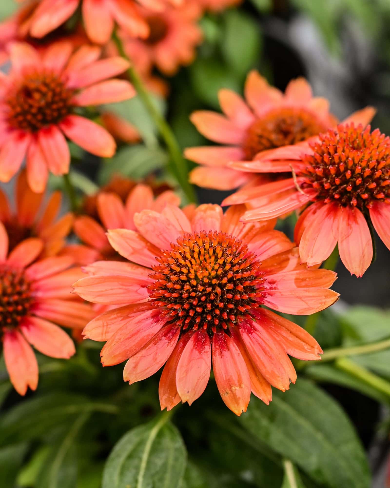 SunMagic Electric Orange Coneflower - Image 1