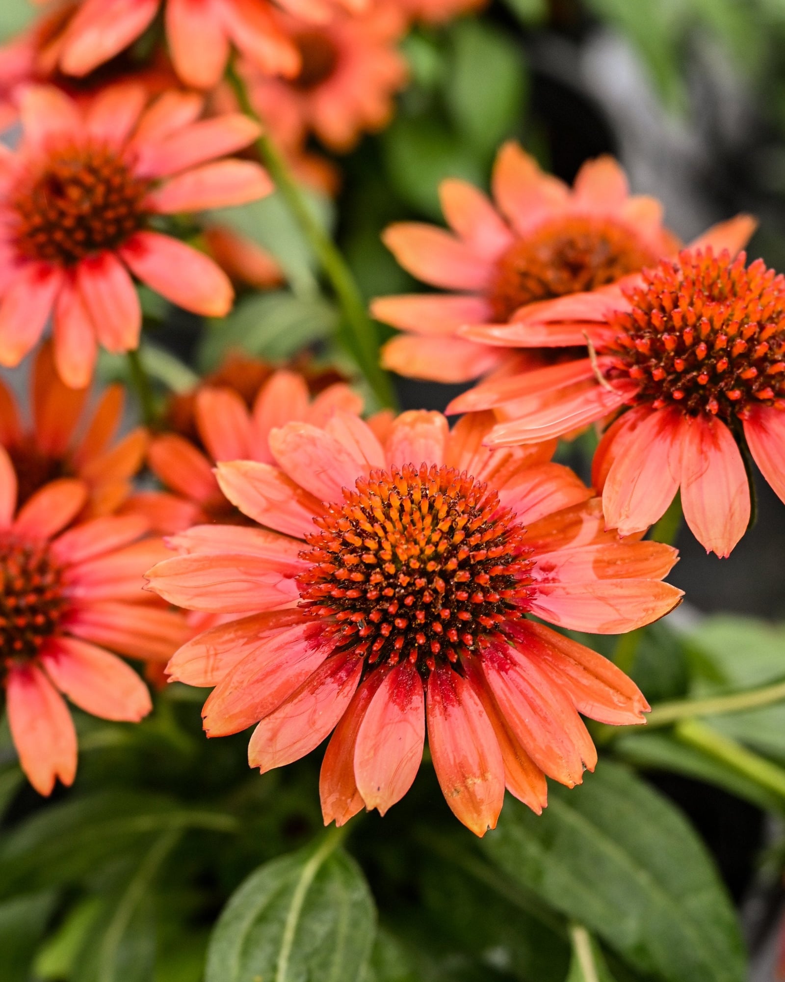 SunMagic Electric Orange Coneflower - Image 1