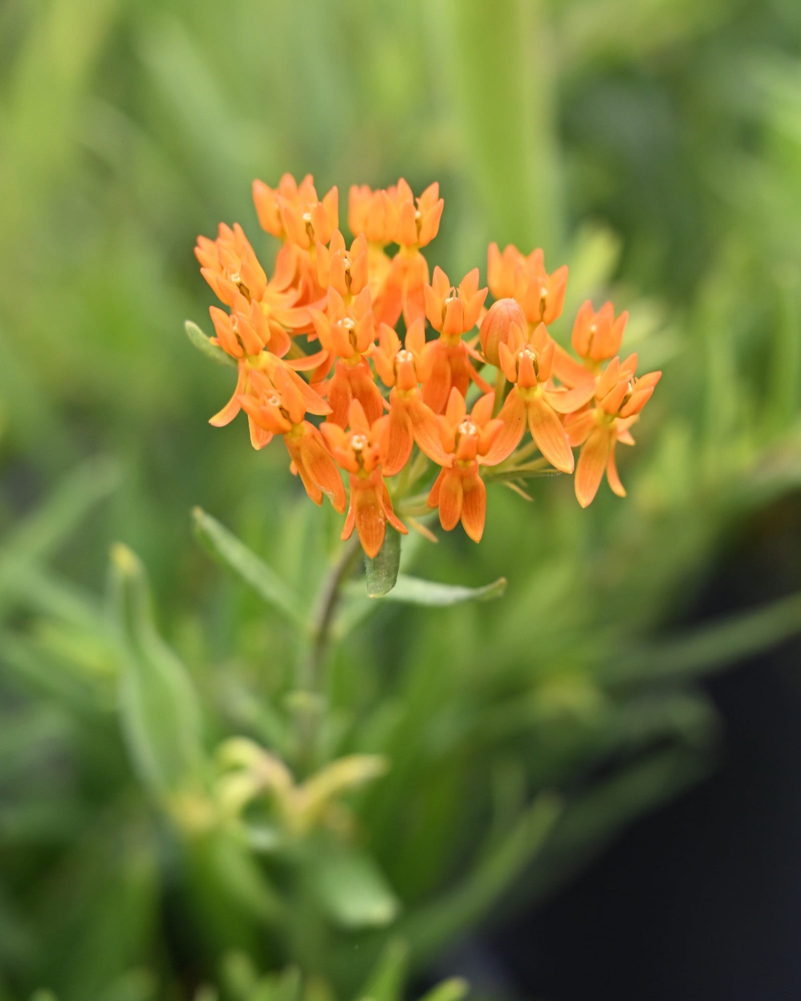 Butterfly Milkweed