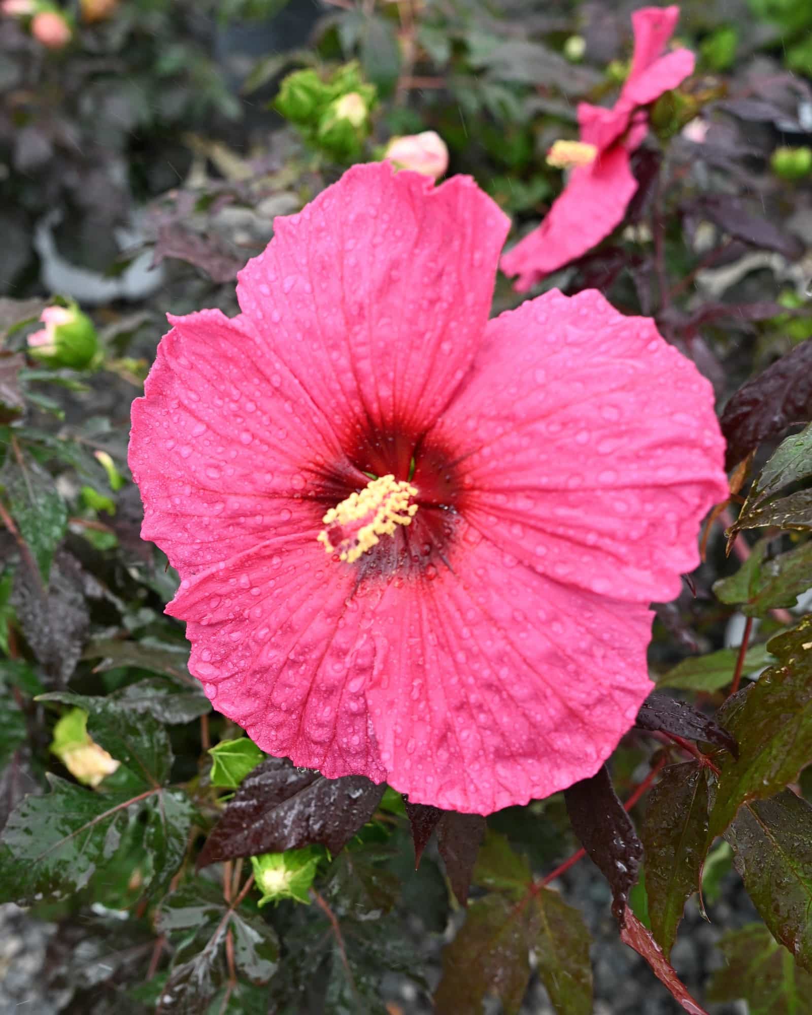 Summerific Evening Rose Hardy Hibiscus