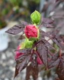 Summerific Evening Rose Hardy Hibiscus thumbnail 2