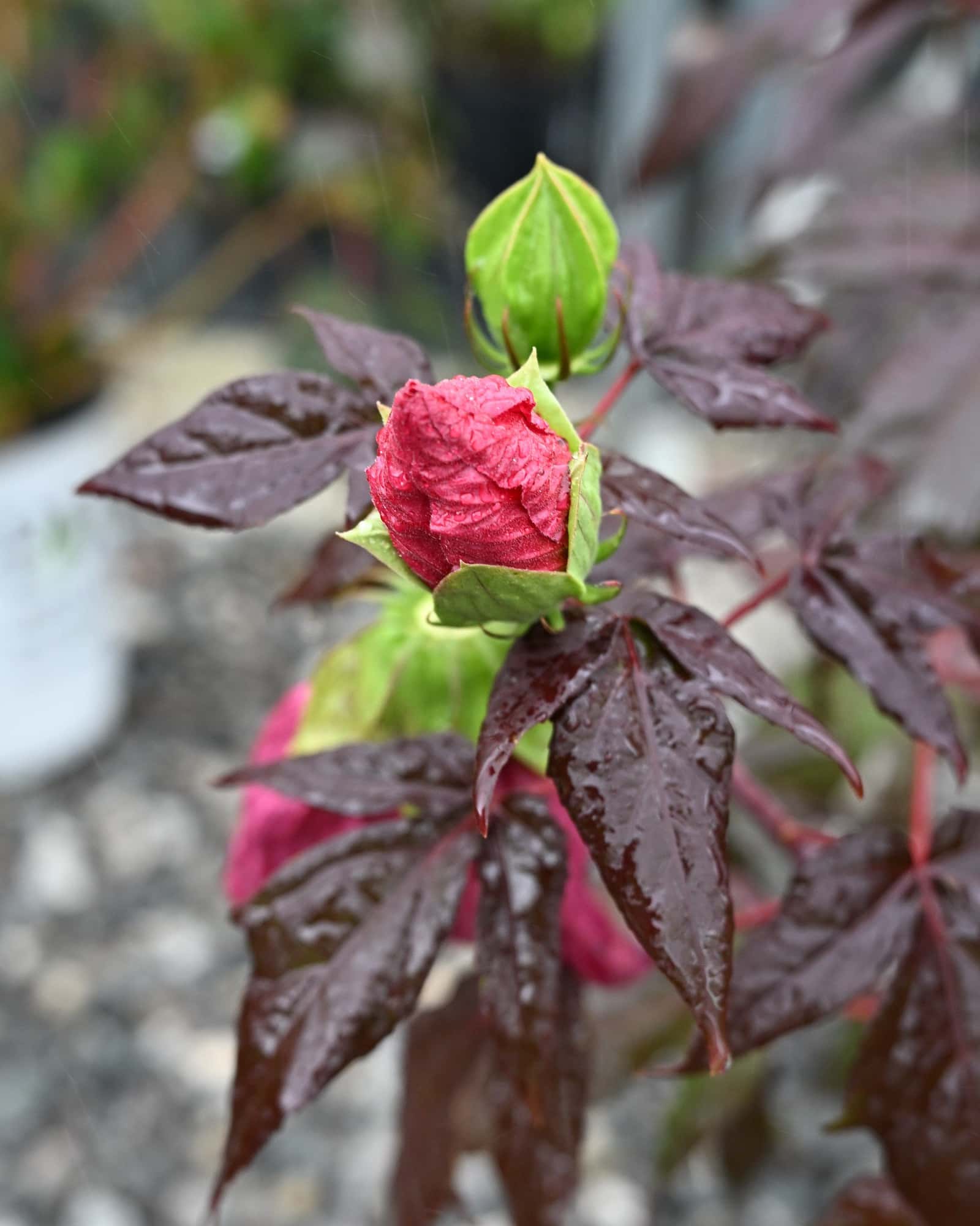 Summerific Evening Rose Hardy Hibiscus - Image 1
