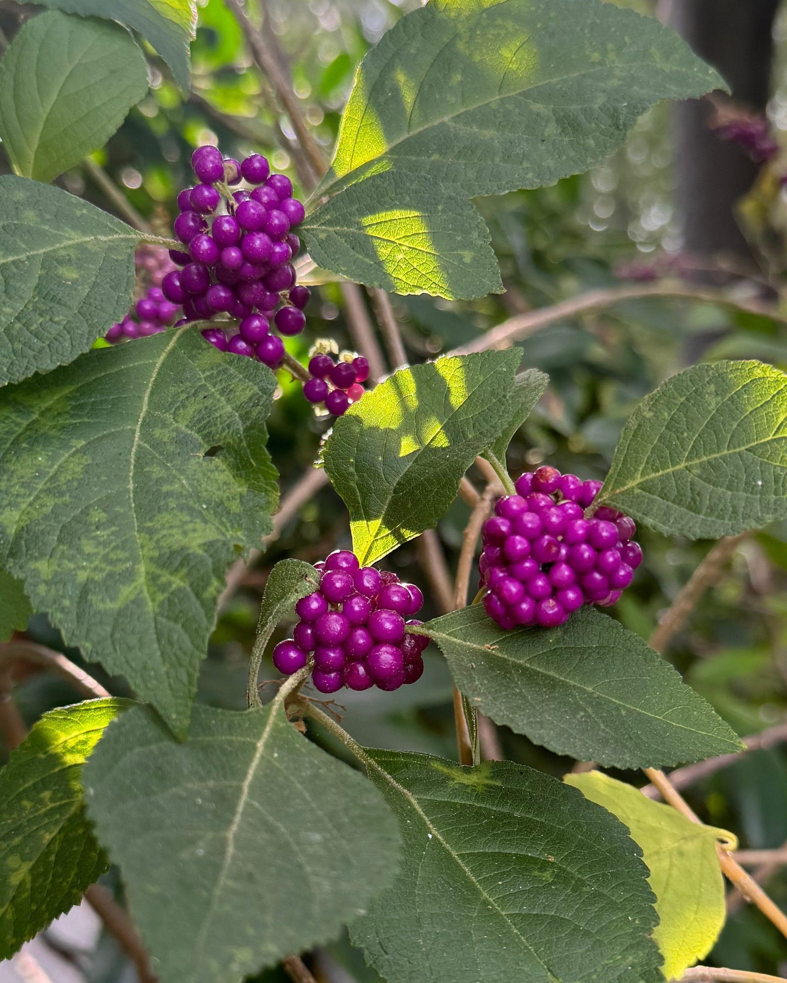 American Beautyberry