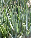 Blue Elf Aloe Vera thumbnail 1