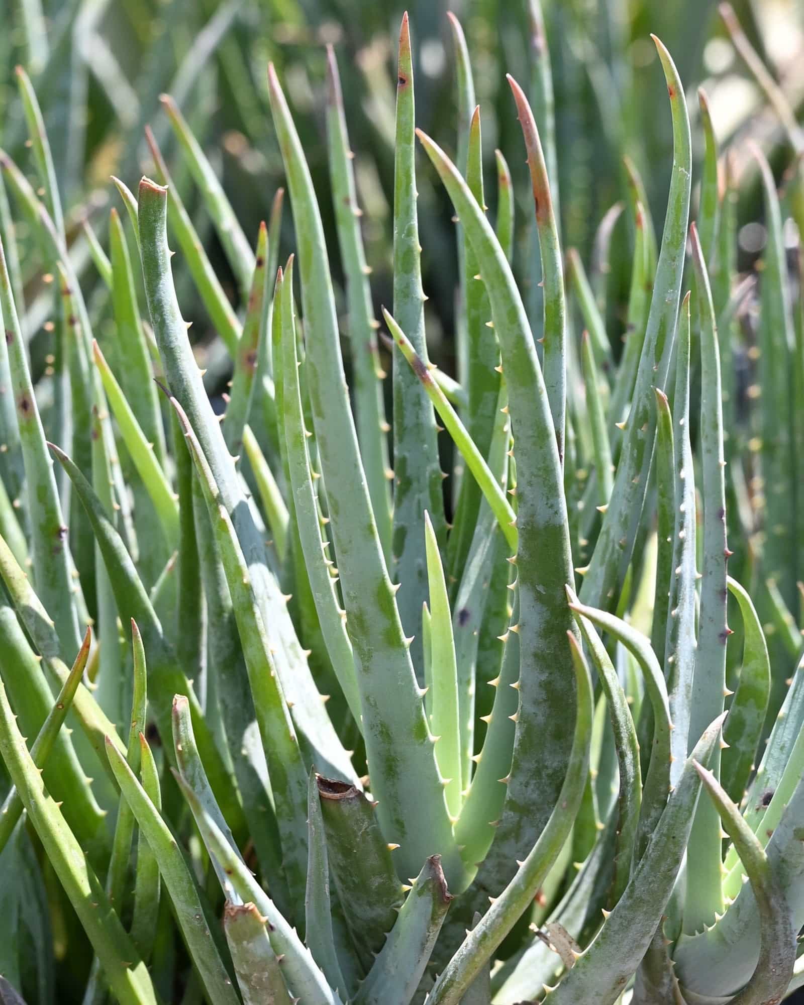 Blue Elf Aloe Vera - Main Image