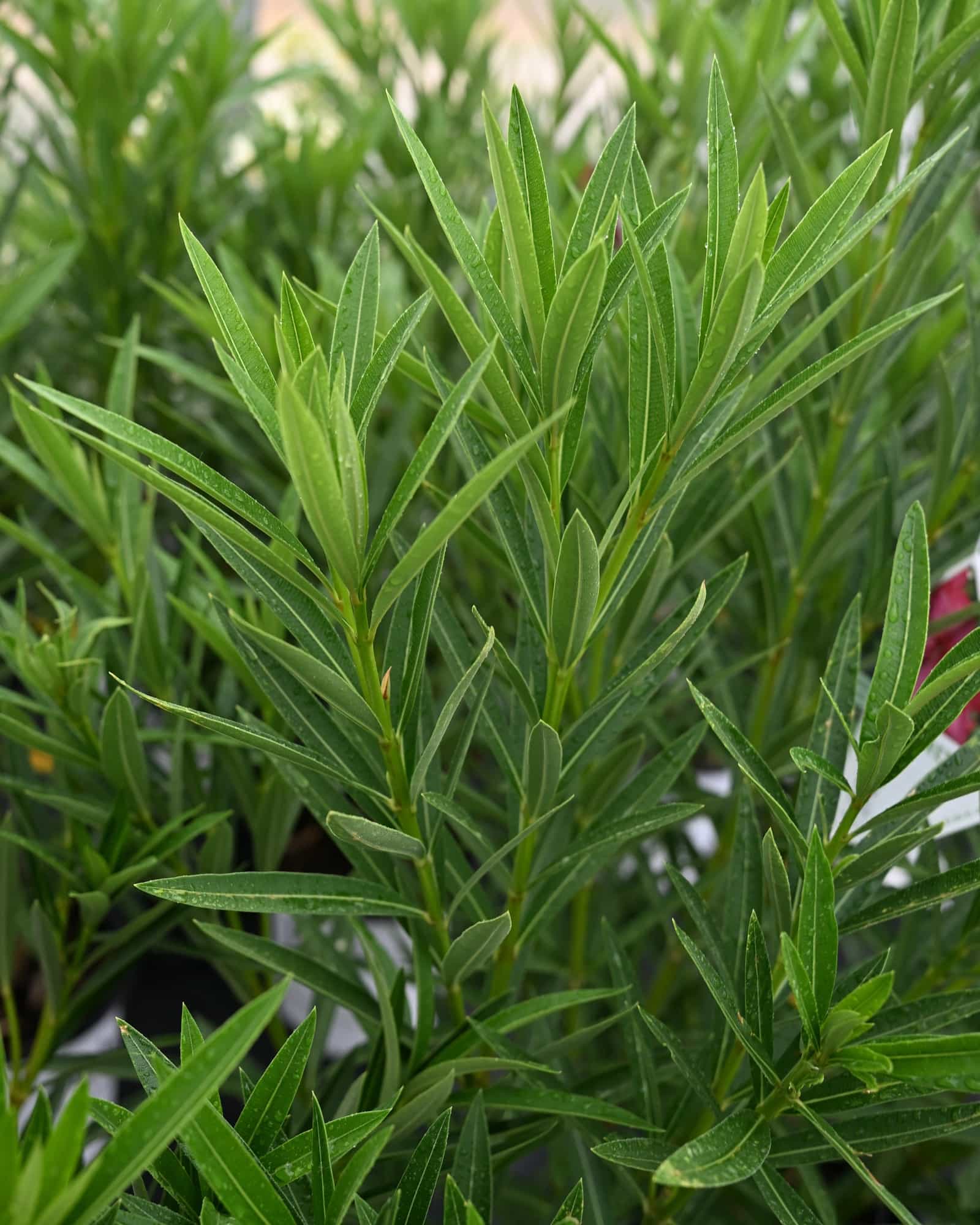 Austin Pretty Limits Oleander