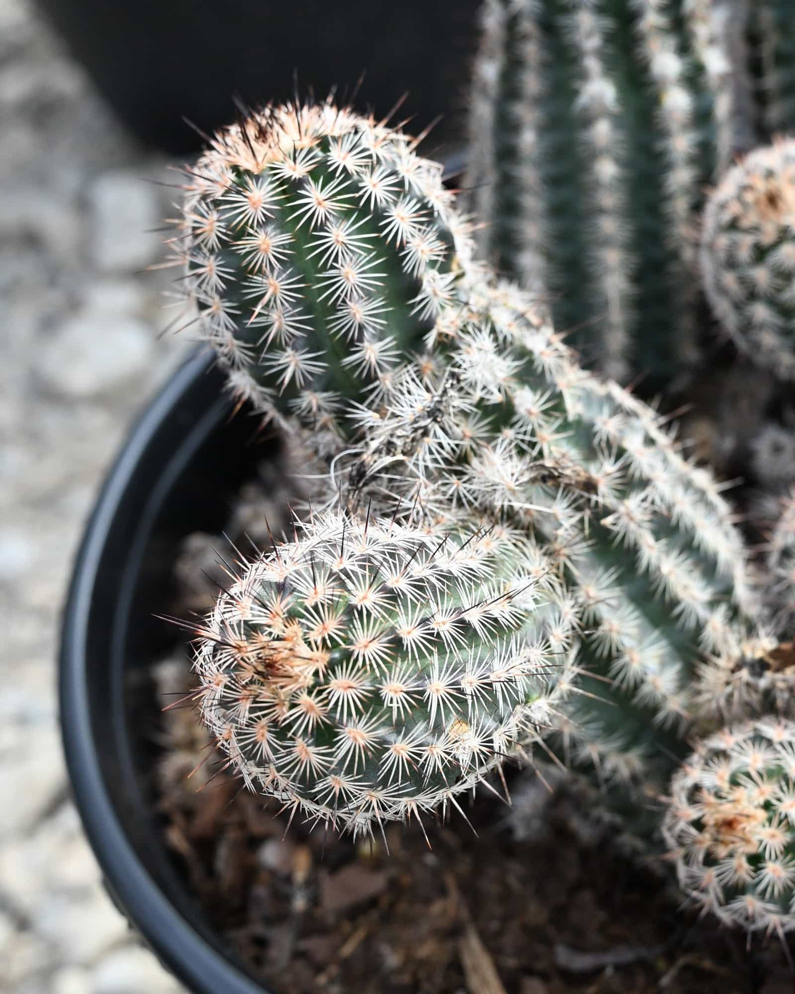 Lace Hedgehog Cactus - view 2