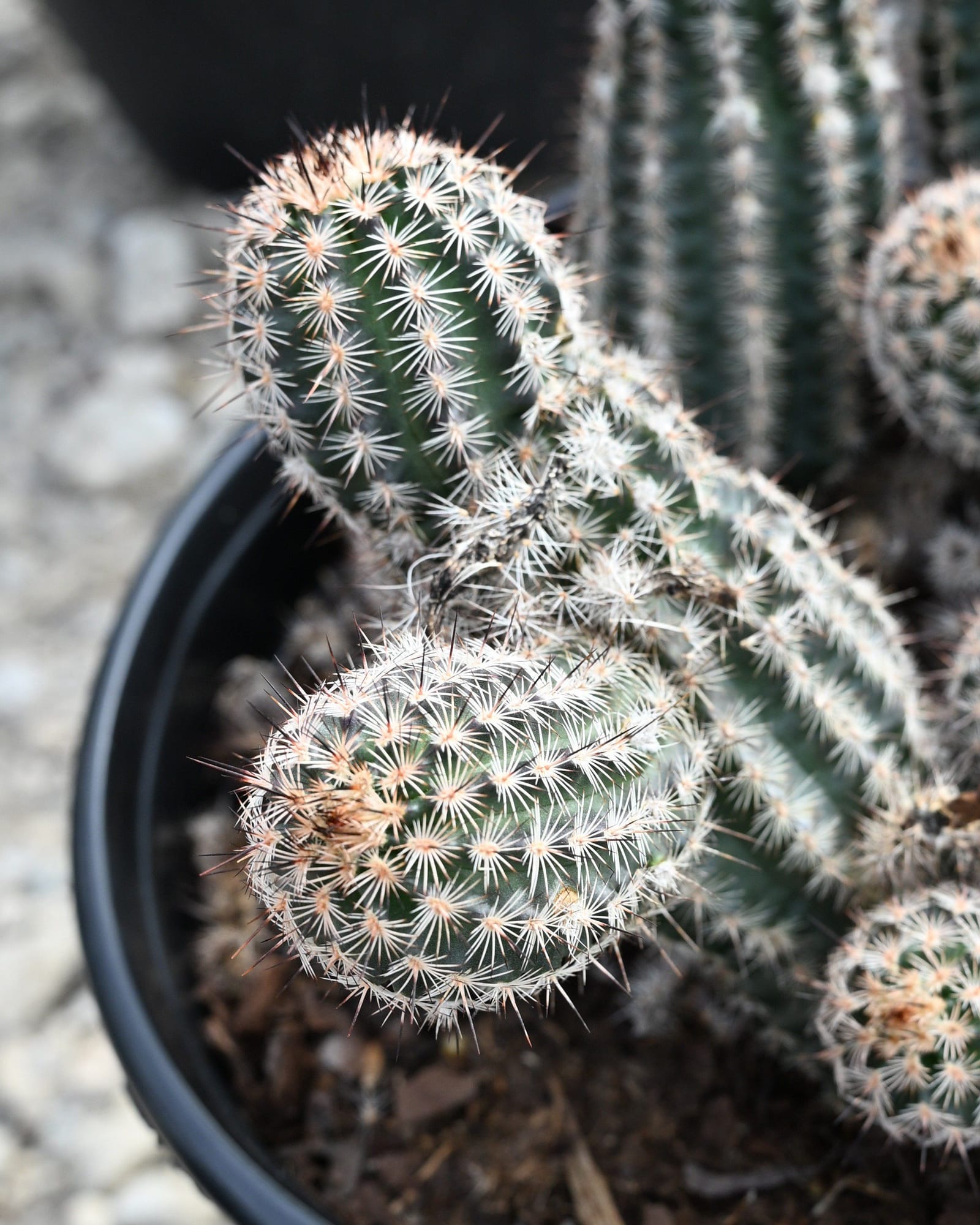 Lace Hedgehog Cactus - view 2