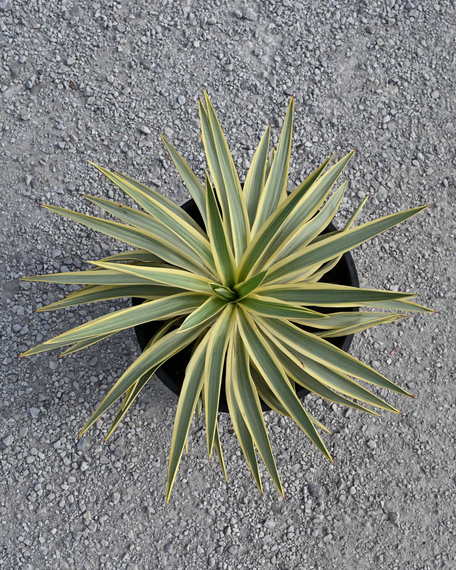 Bright Star Yucca - view 3