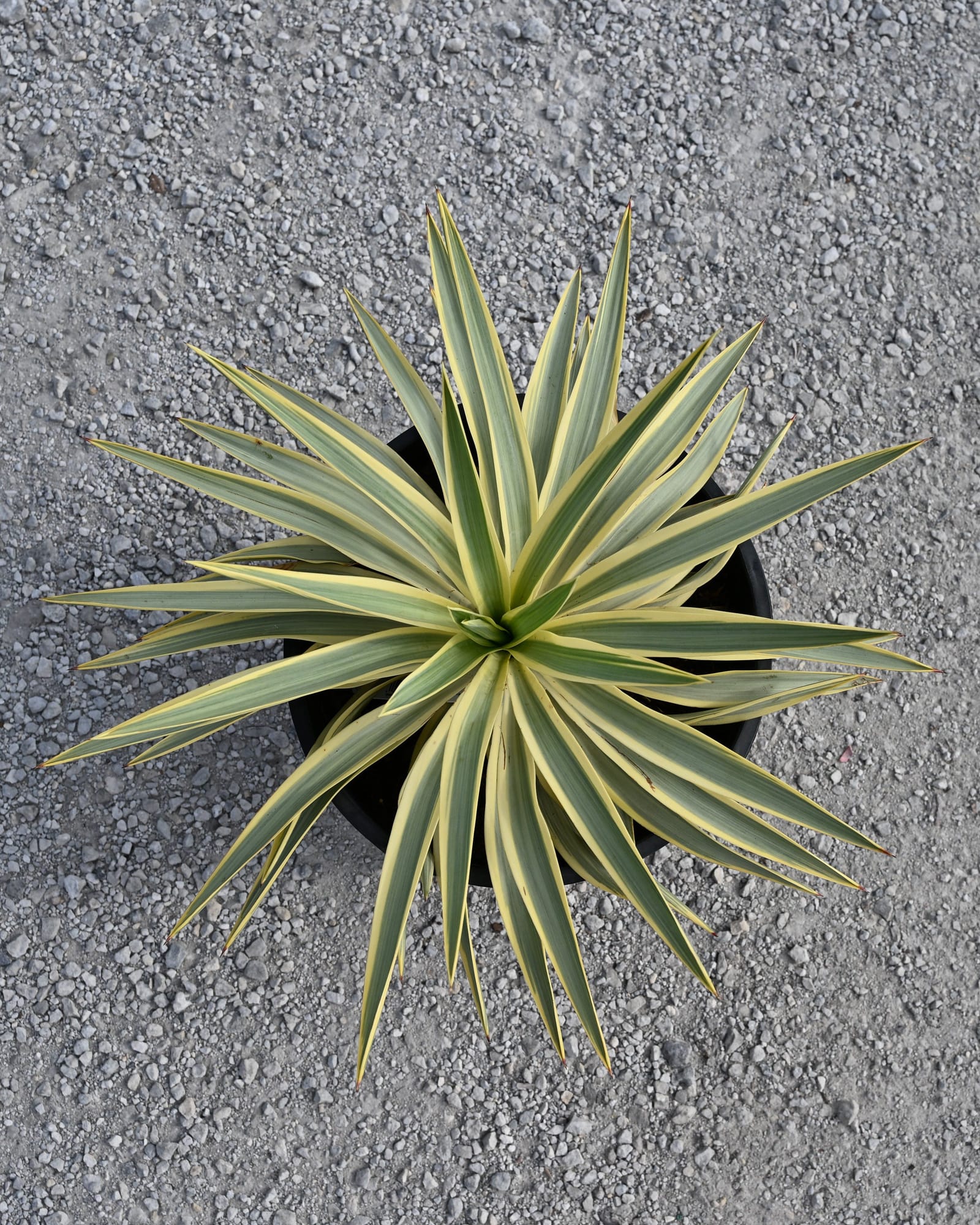 Bright Star Yucca - view 3