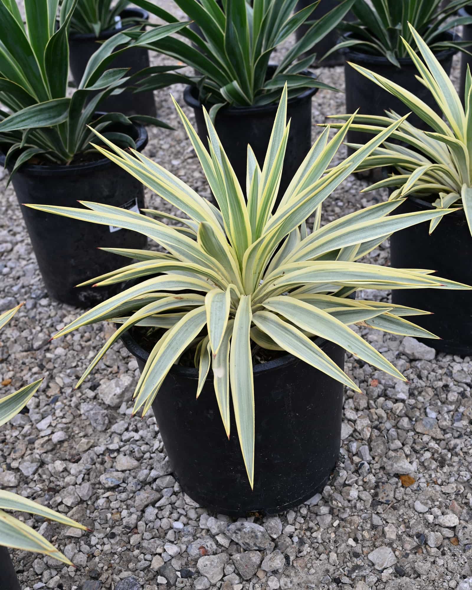 Bright Star Yucca - view 4
