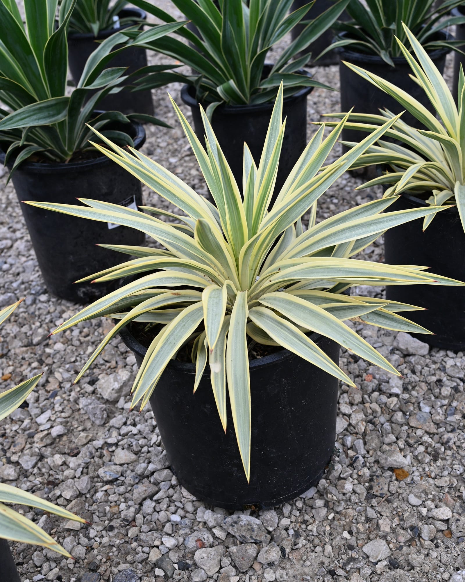 Bright Star Yucca - view 4
