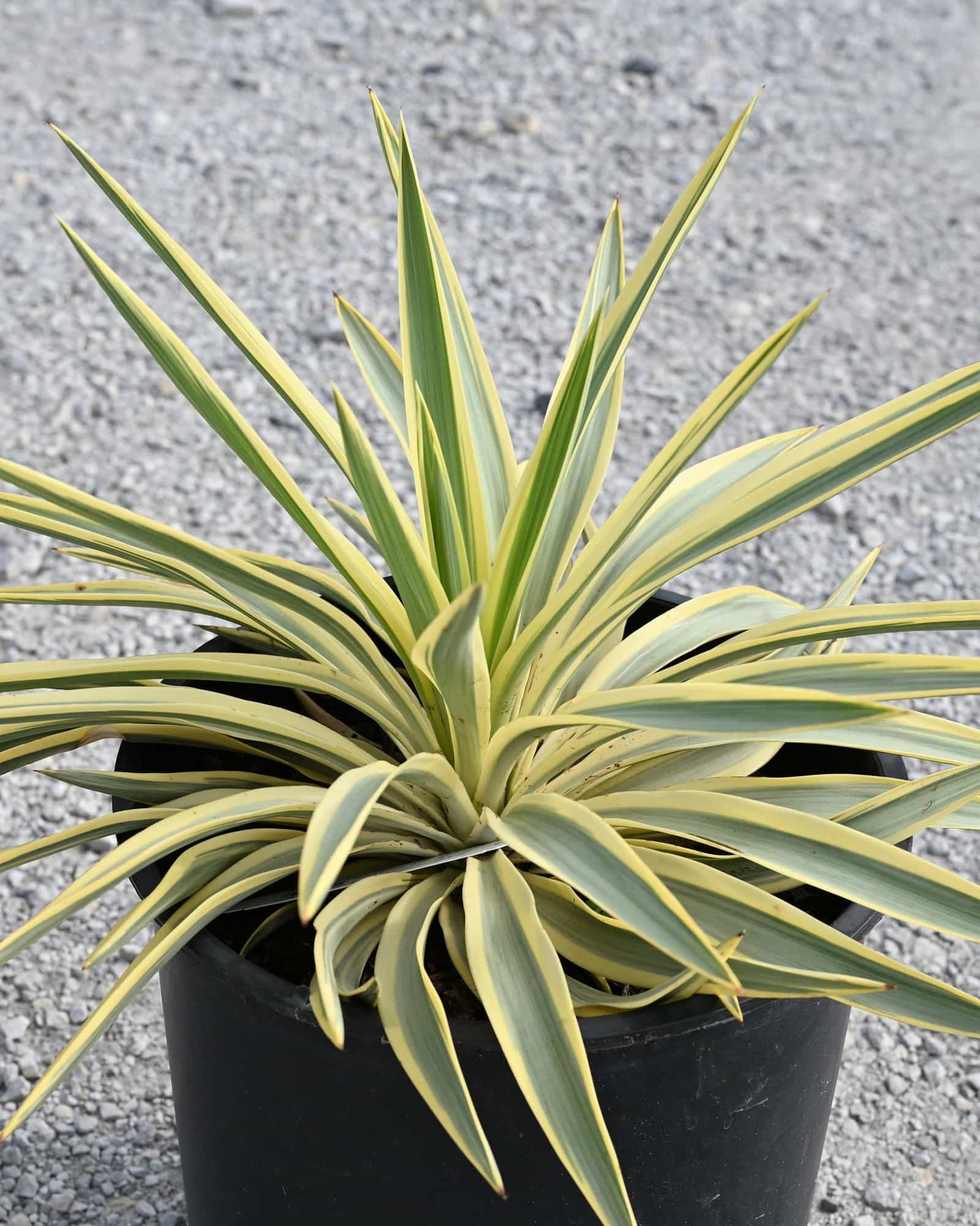 Bright Star Yucca