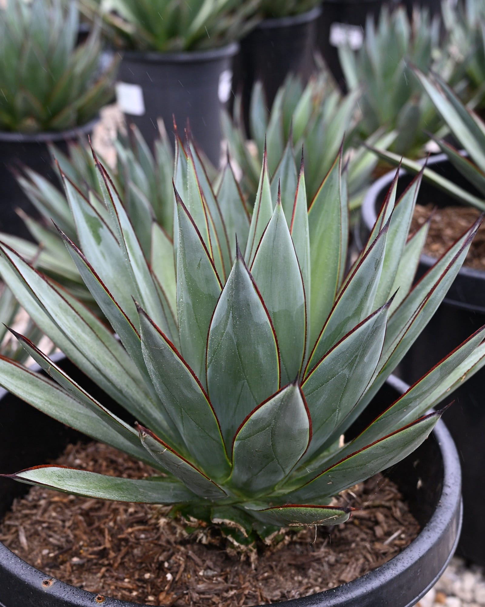 Blue Glow Agave