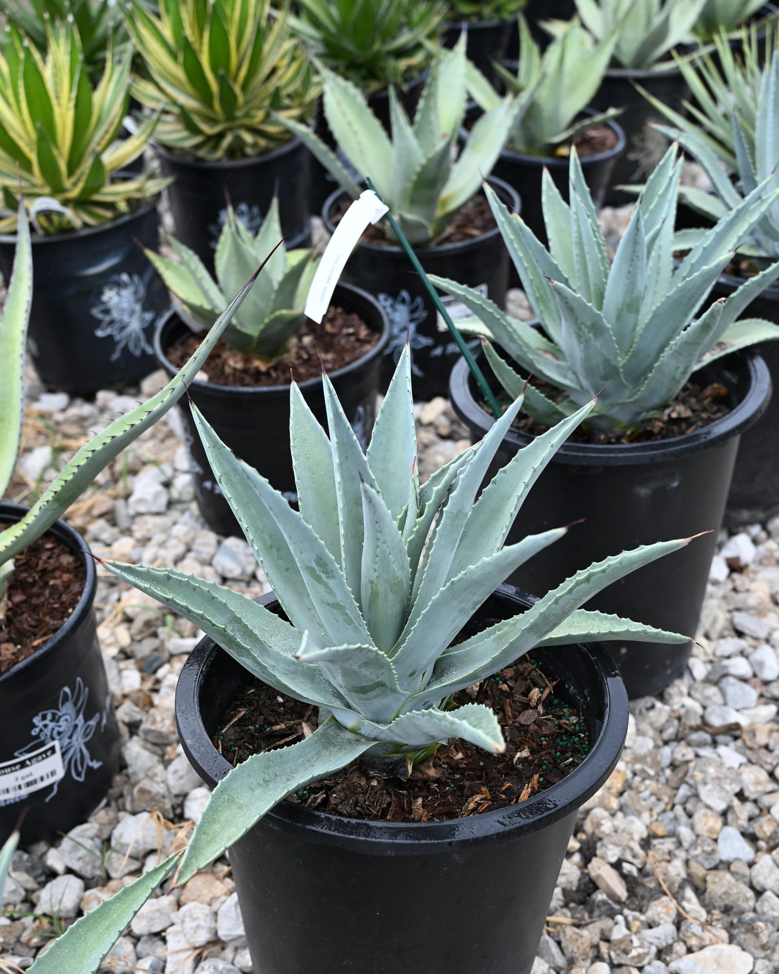 Americana Agave - view 5