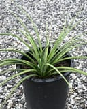Yellow Sun Yucca thumbnail 1