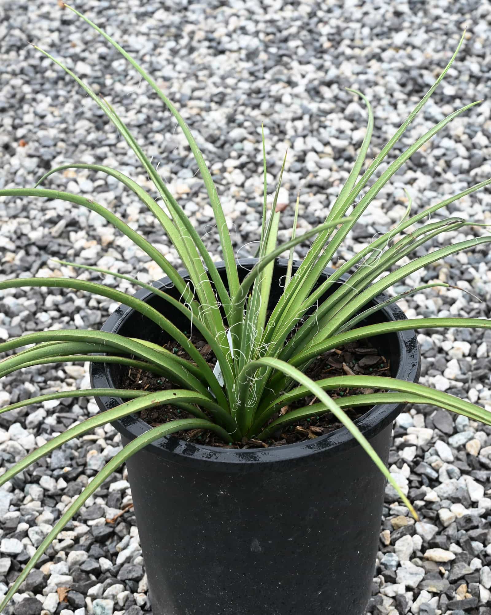 Yellow Sun Yucca