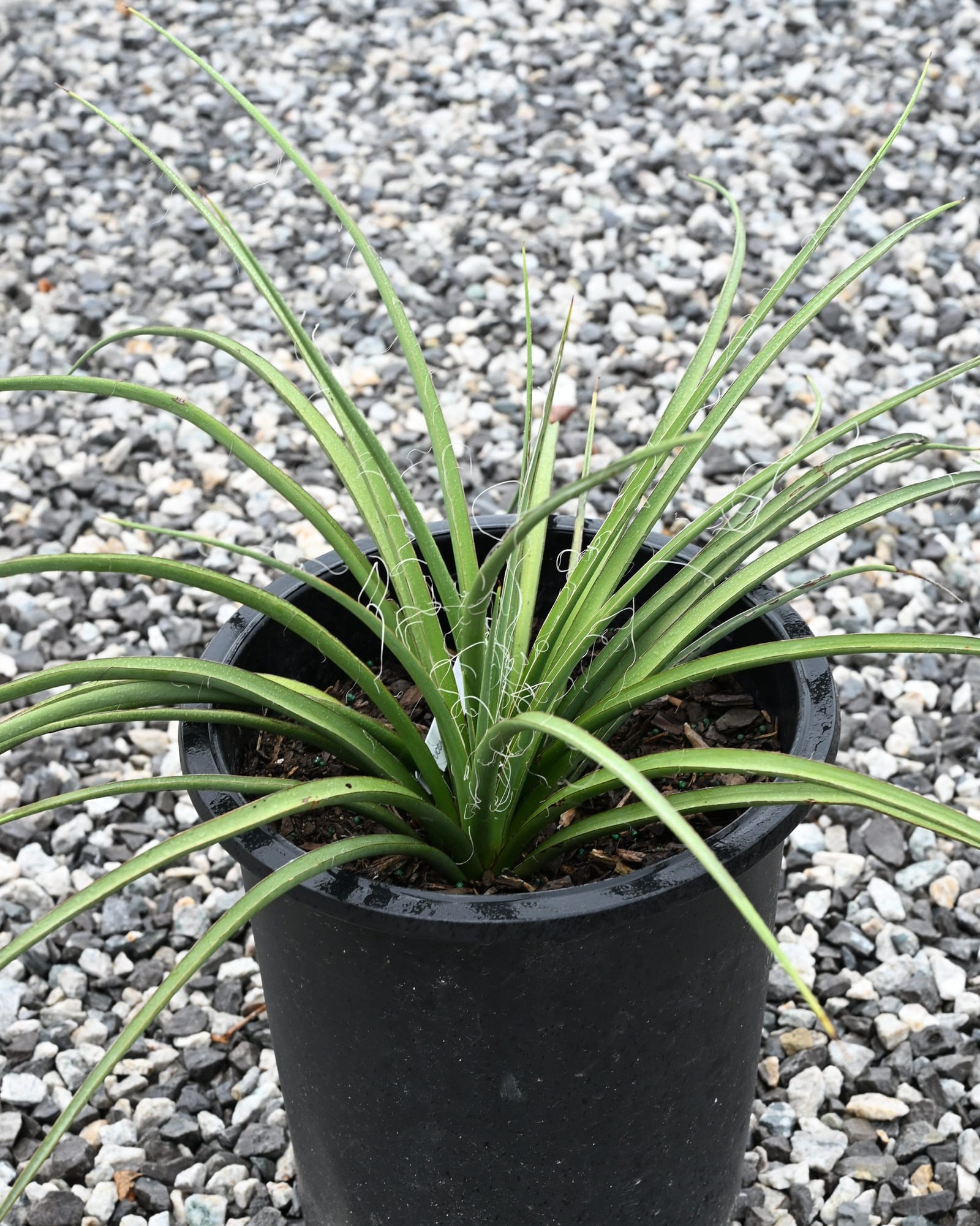 Yellow Sun Yucca
