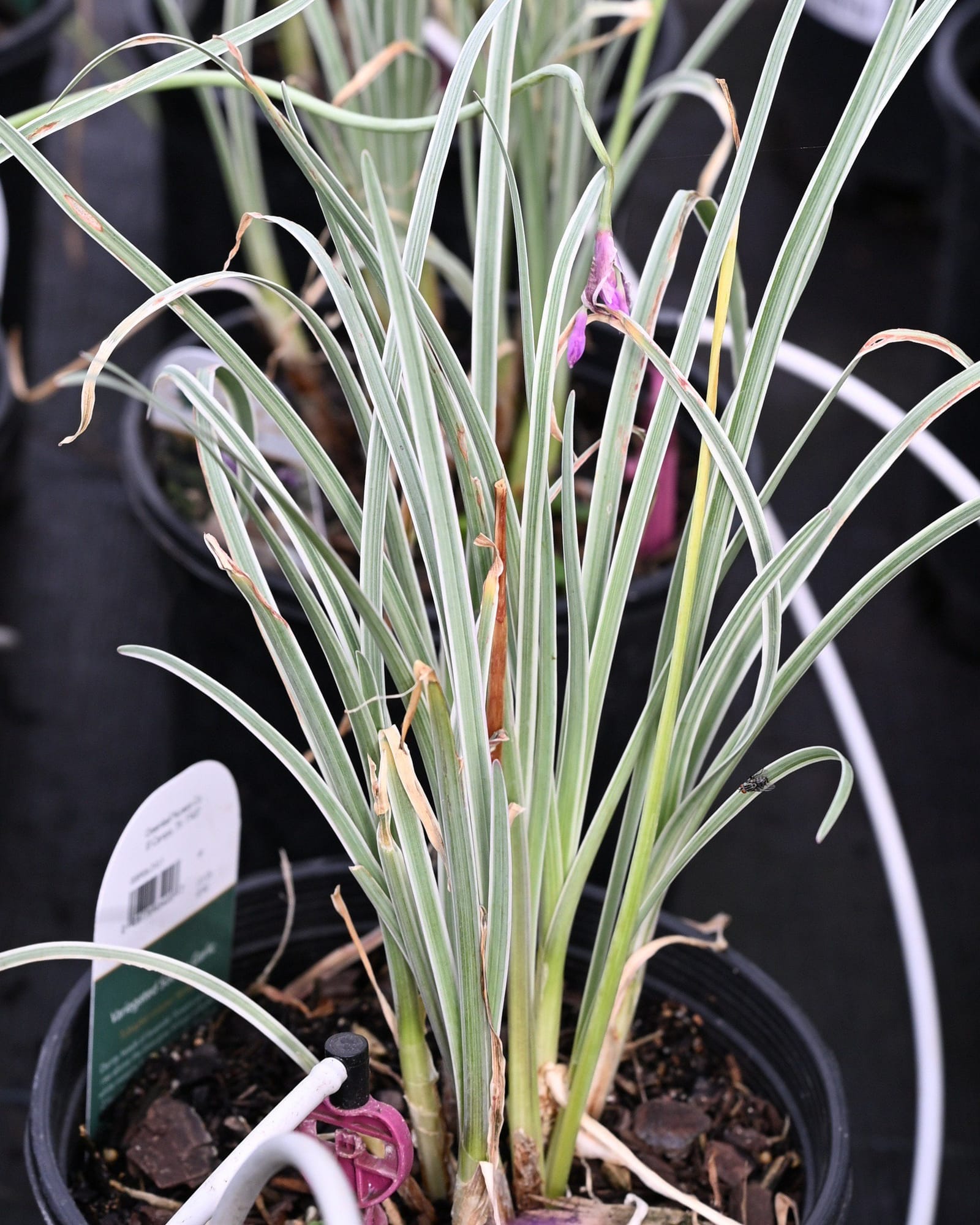 Society Garlic Variegated - Main Image