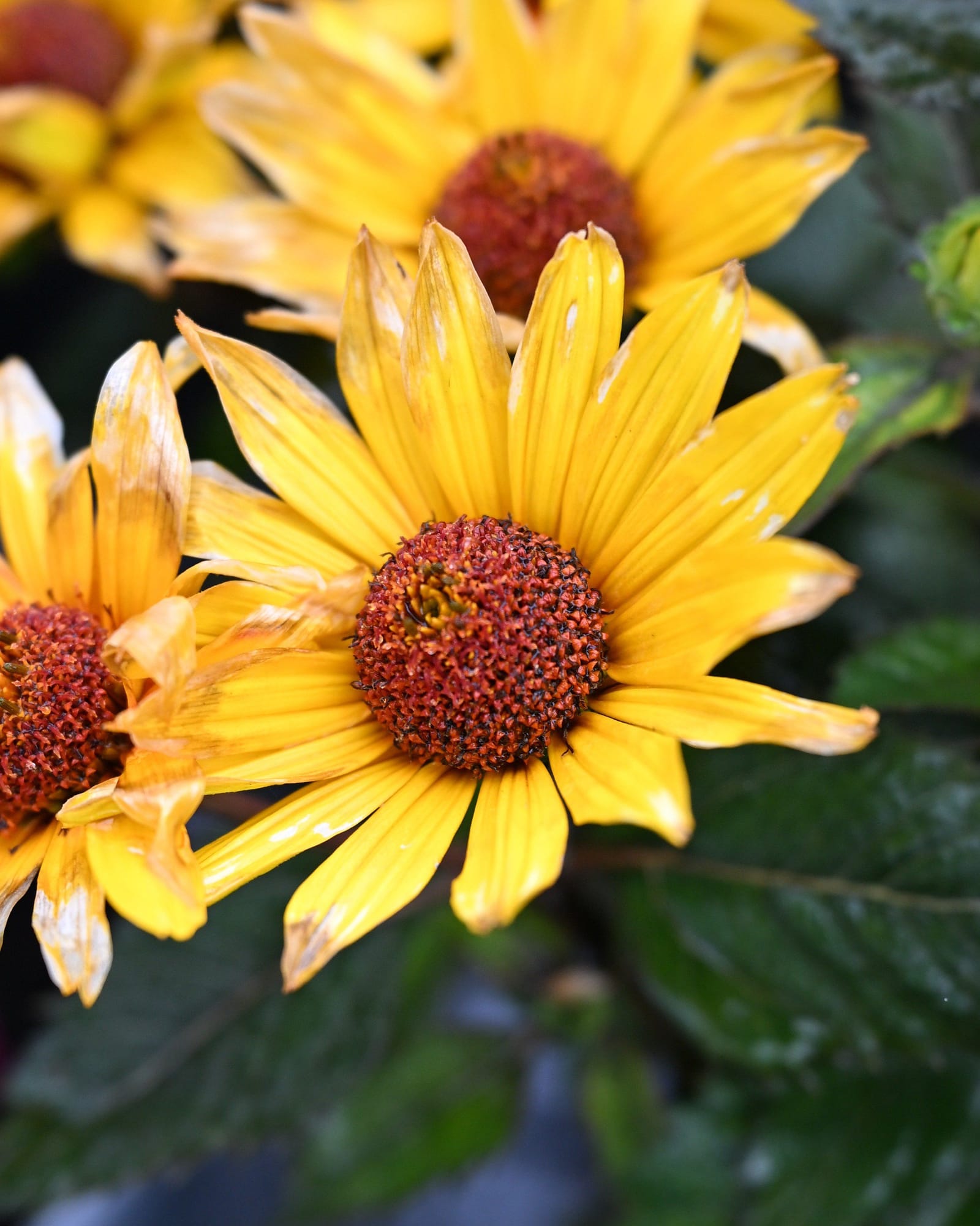 Punto Rosso Oxeye Sunflower - Main Image