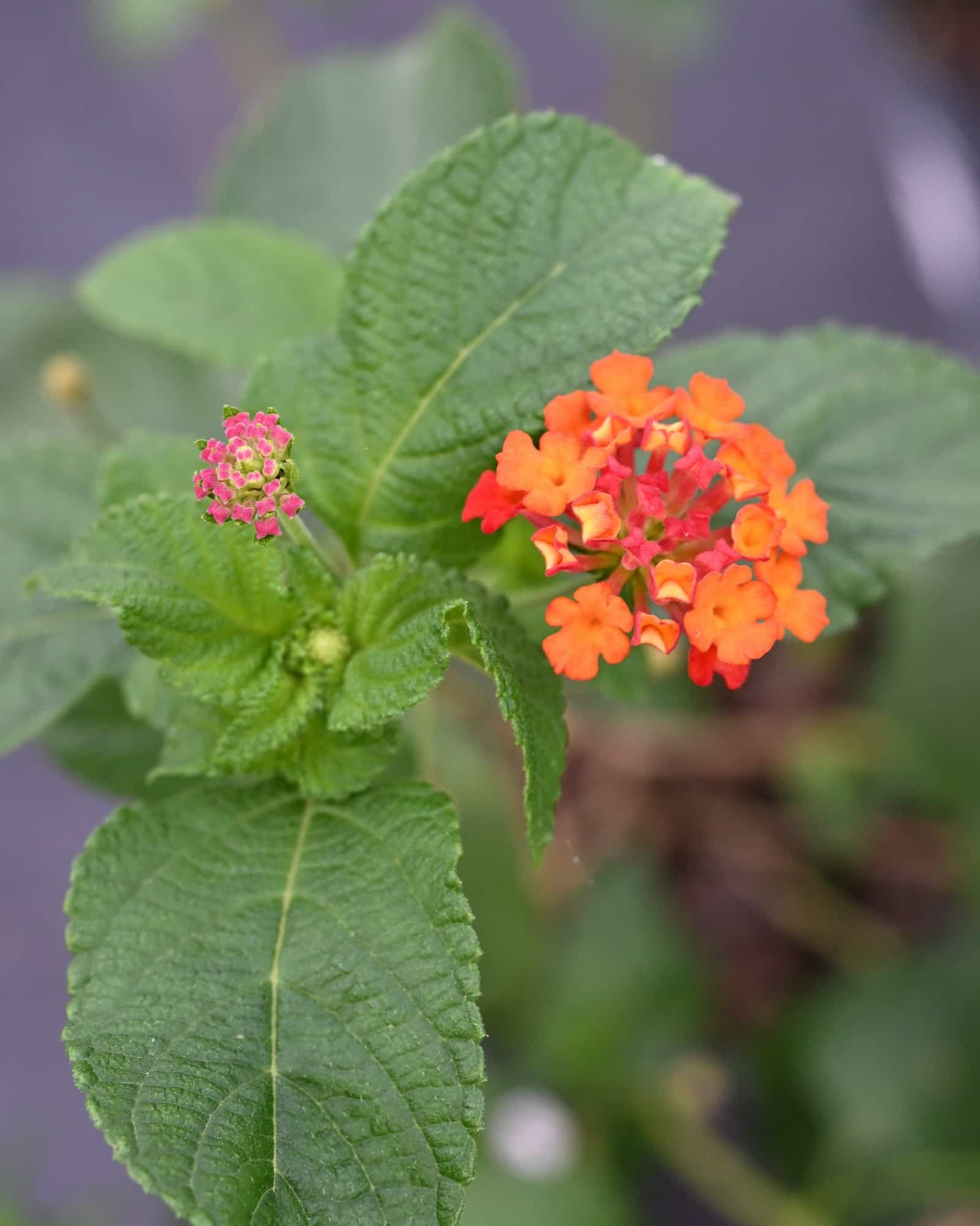 Ham & Eggs Lantana