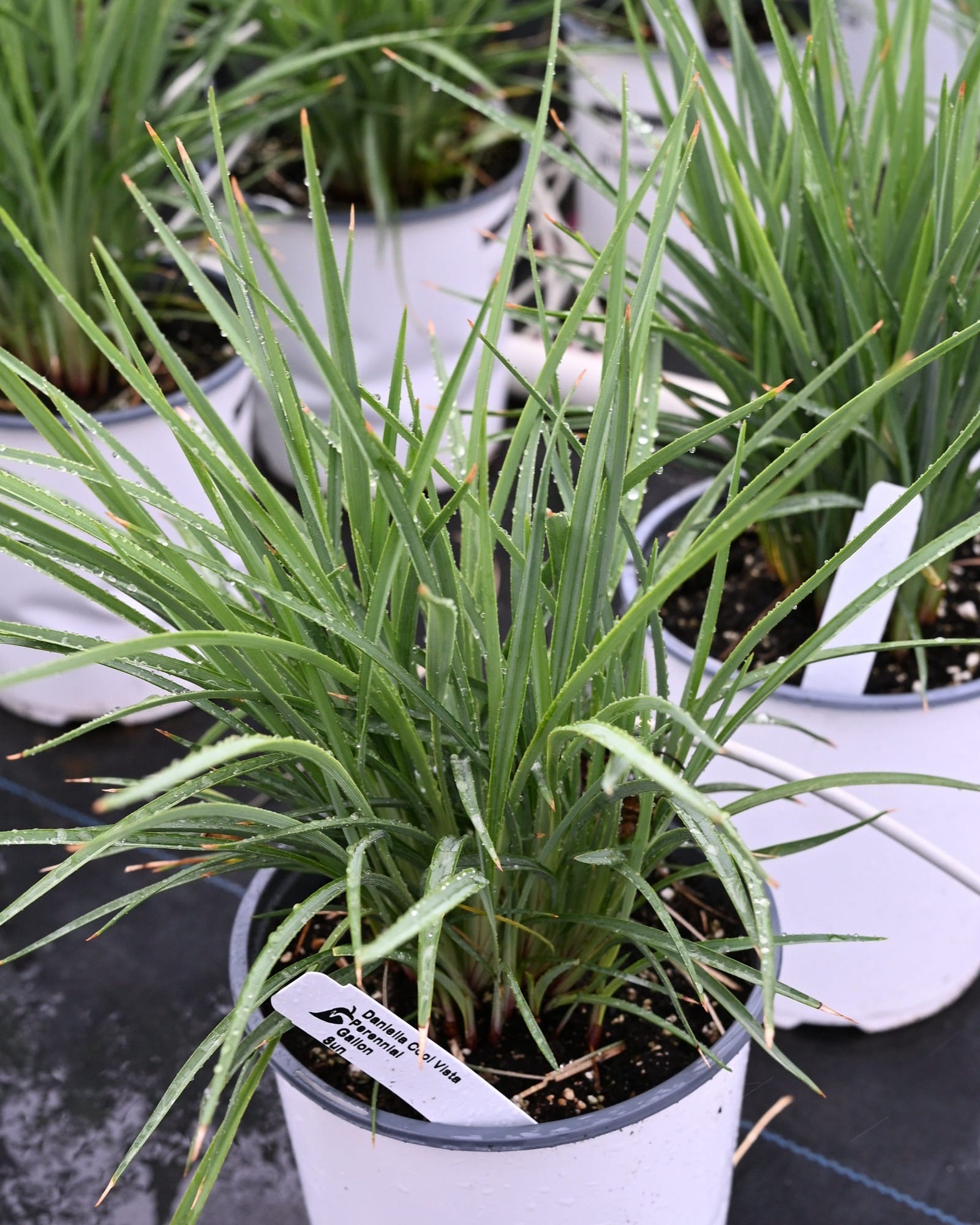 Coolvista Dianella - Main Image
