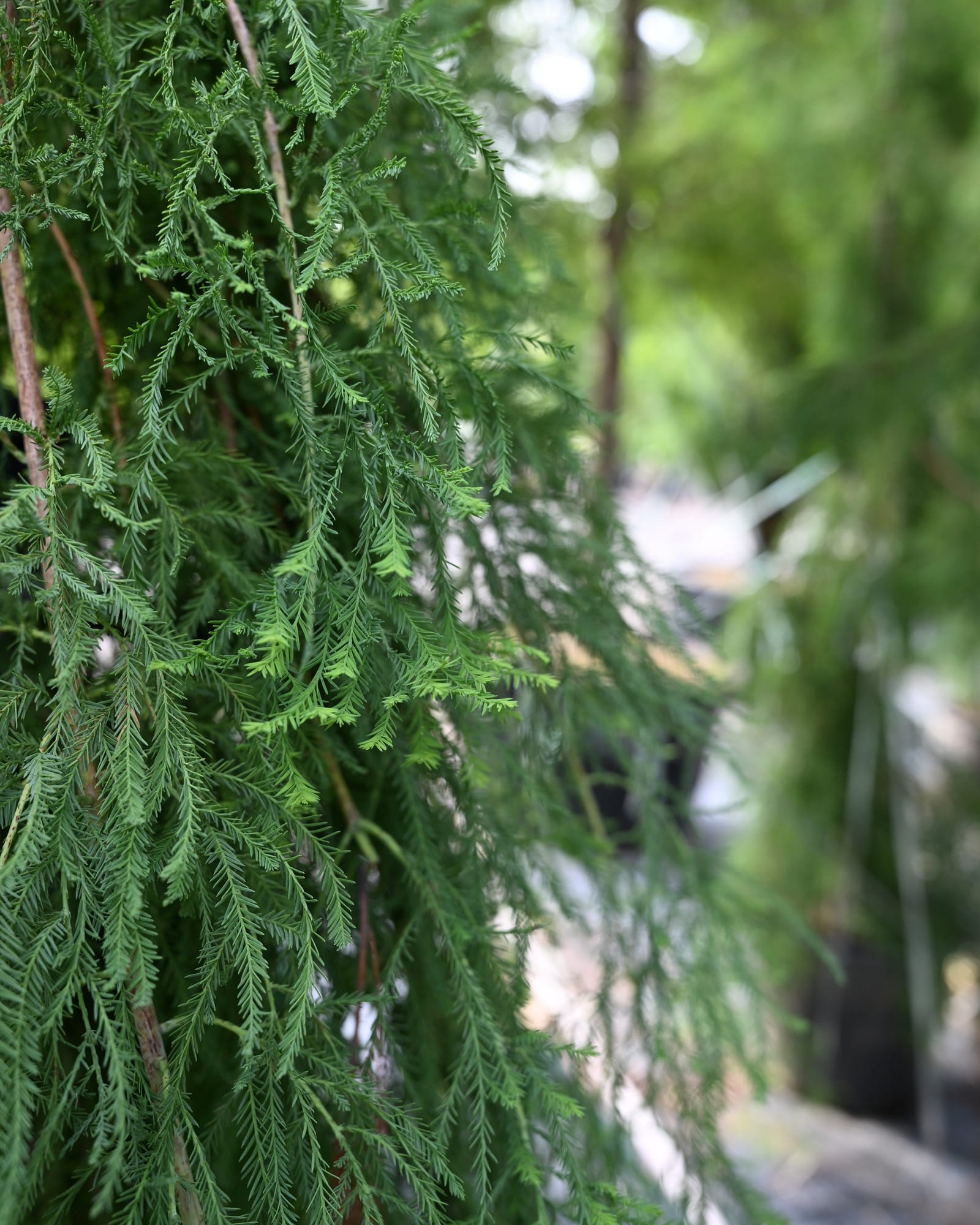 Falling Waters Weeping Bald Cypress - Main Image