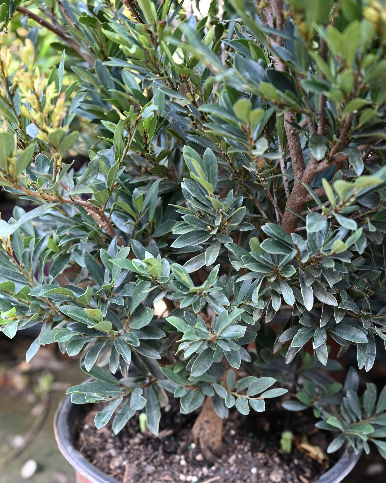 Cast in Bronze Distylium