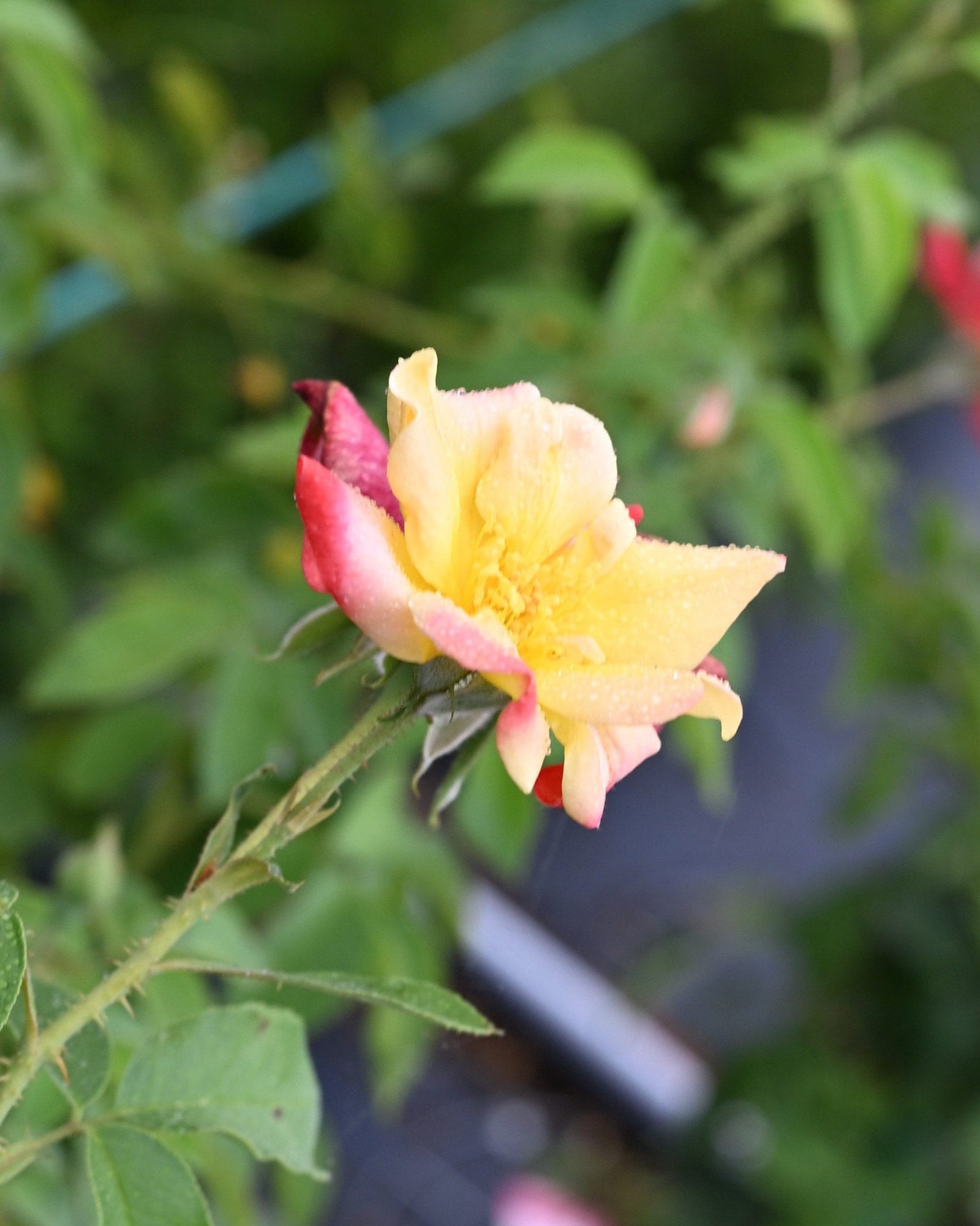 Joseph's Coat Climbing Rose