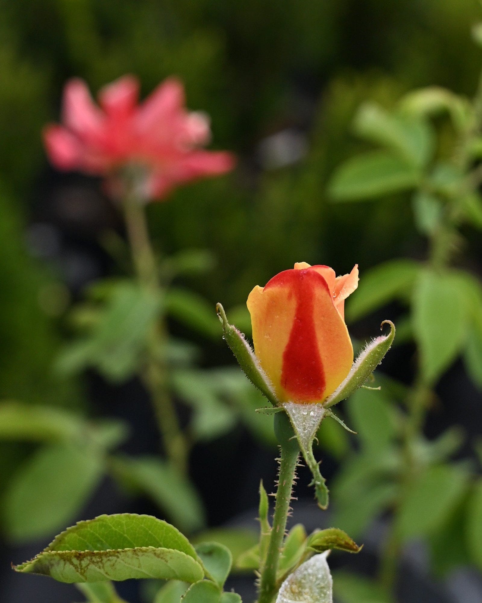 Joseph's Coat Climbing Rose - view 2