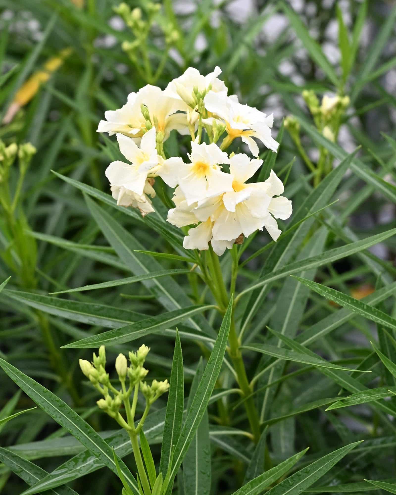 Yellow Oleander
