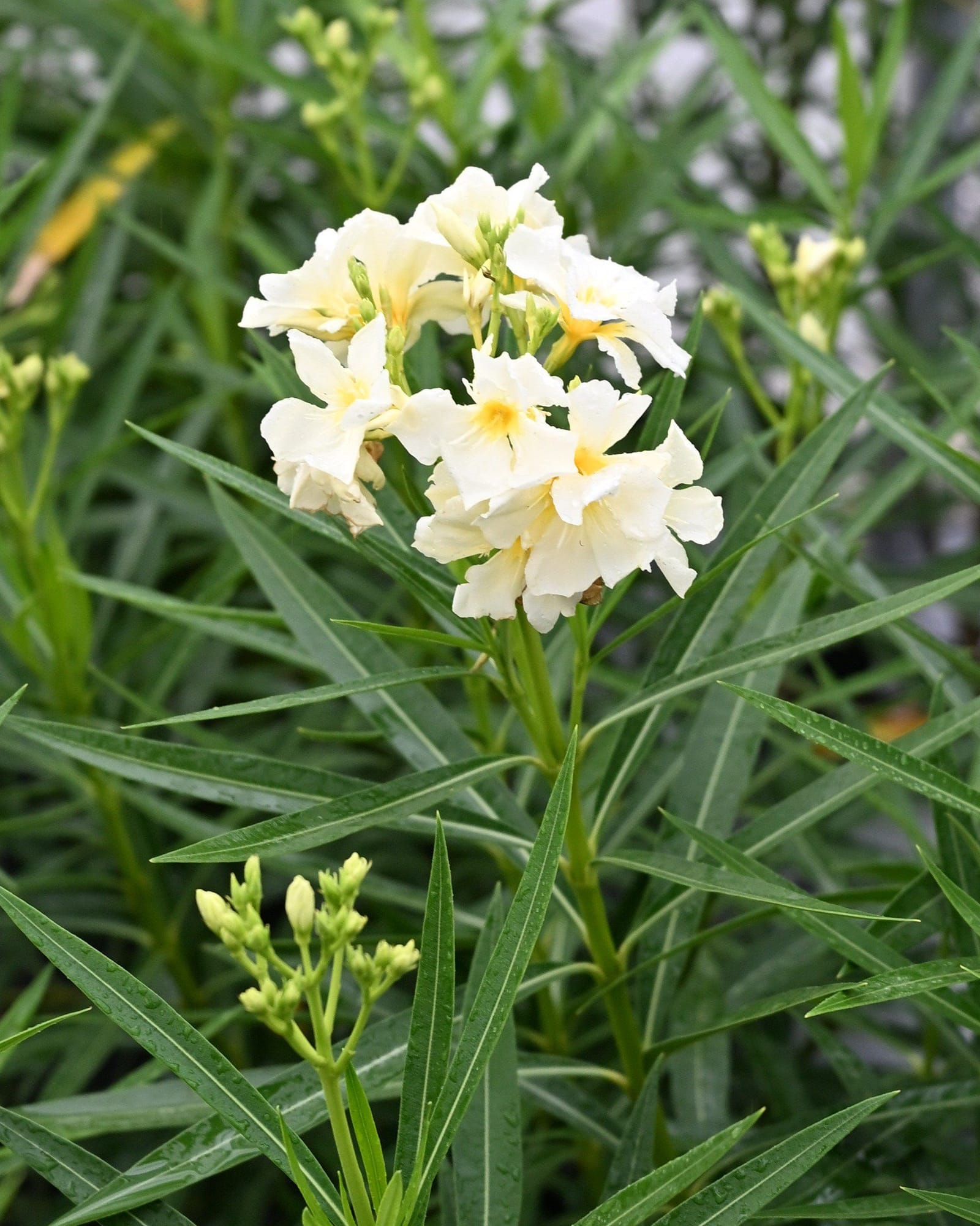 Yellow Oleander
