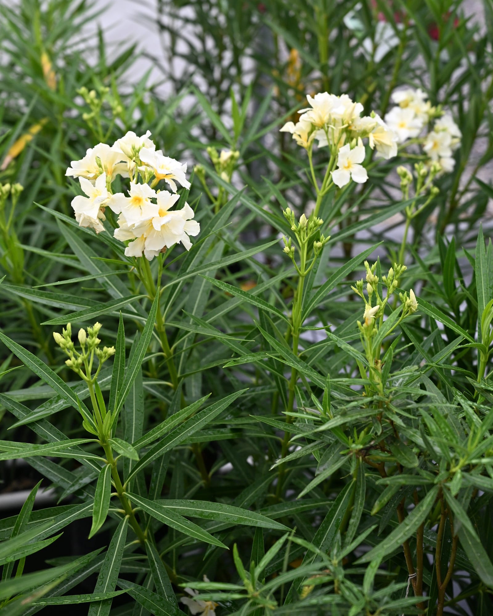 Yellow Oleander - view 2