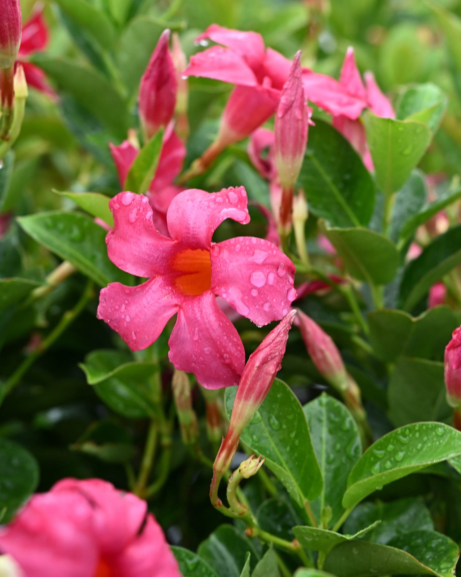 Sun Parasol Original Pink Dipladenia - view 4