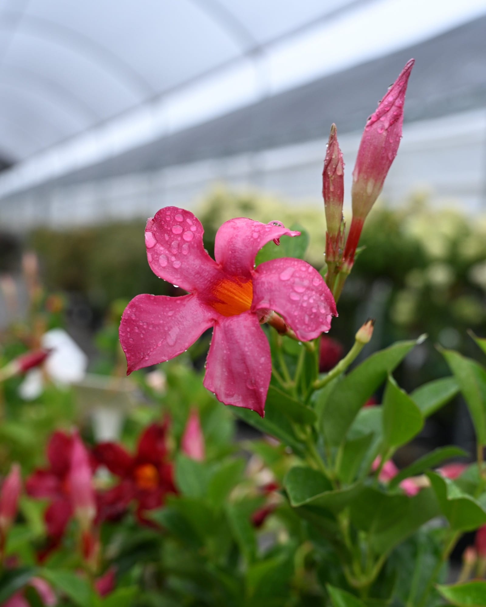 Sun Parasol Original Pink Dipladenia - view 5