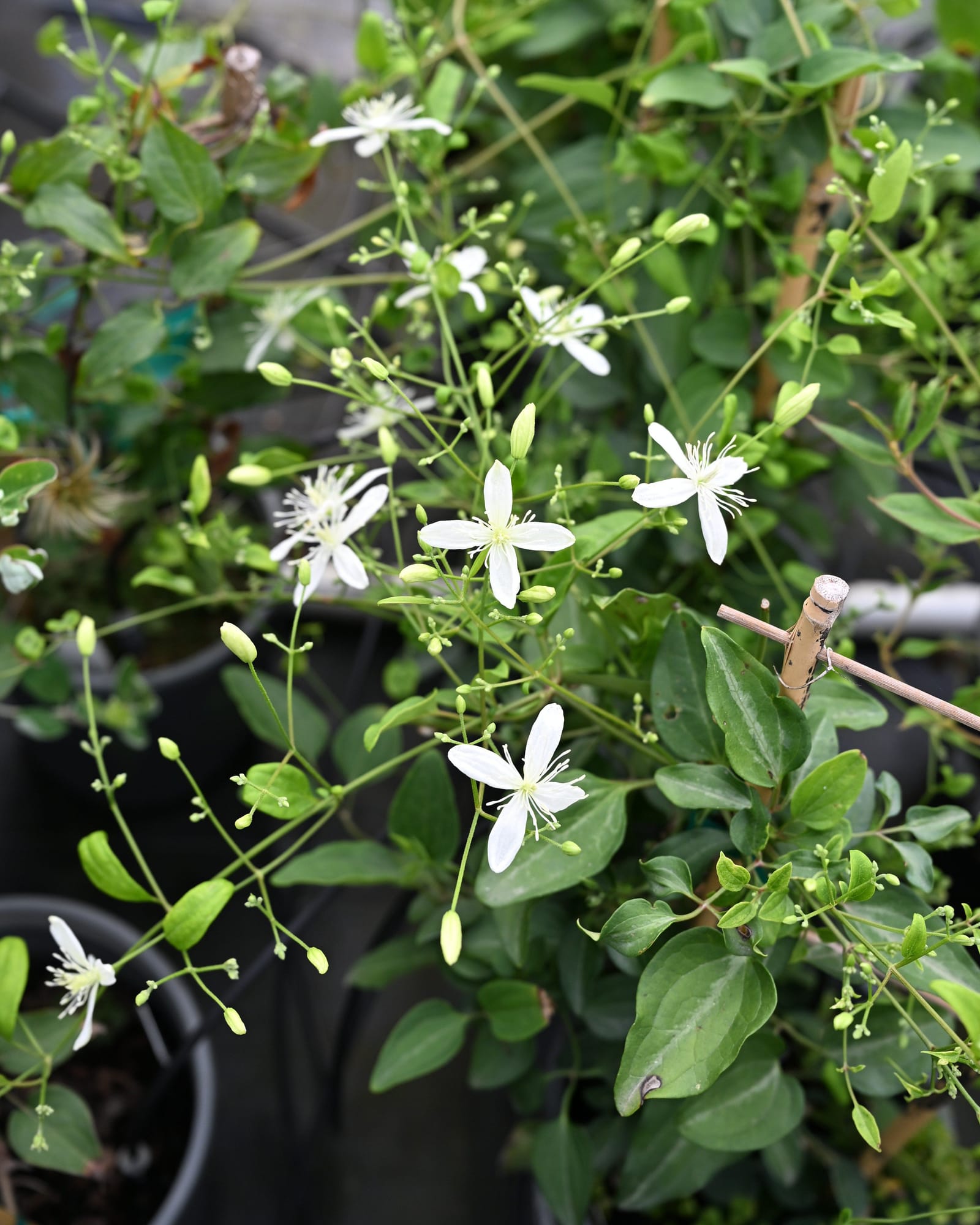 Sweet Autumn Clematis - view 2