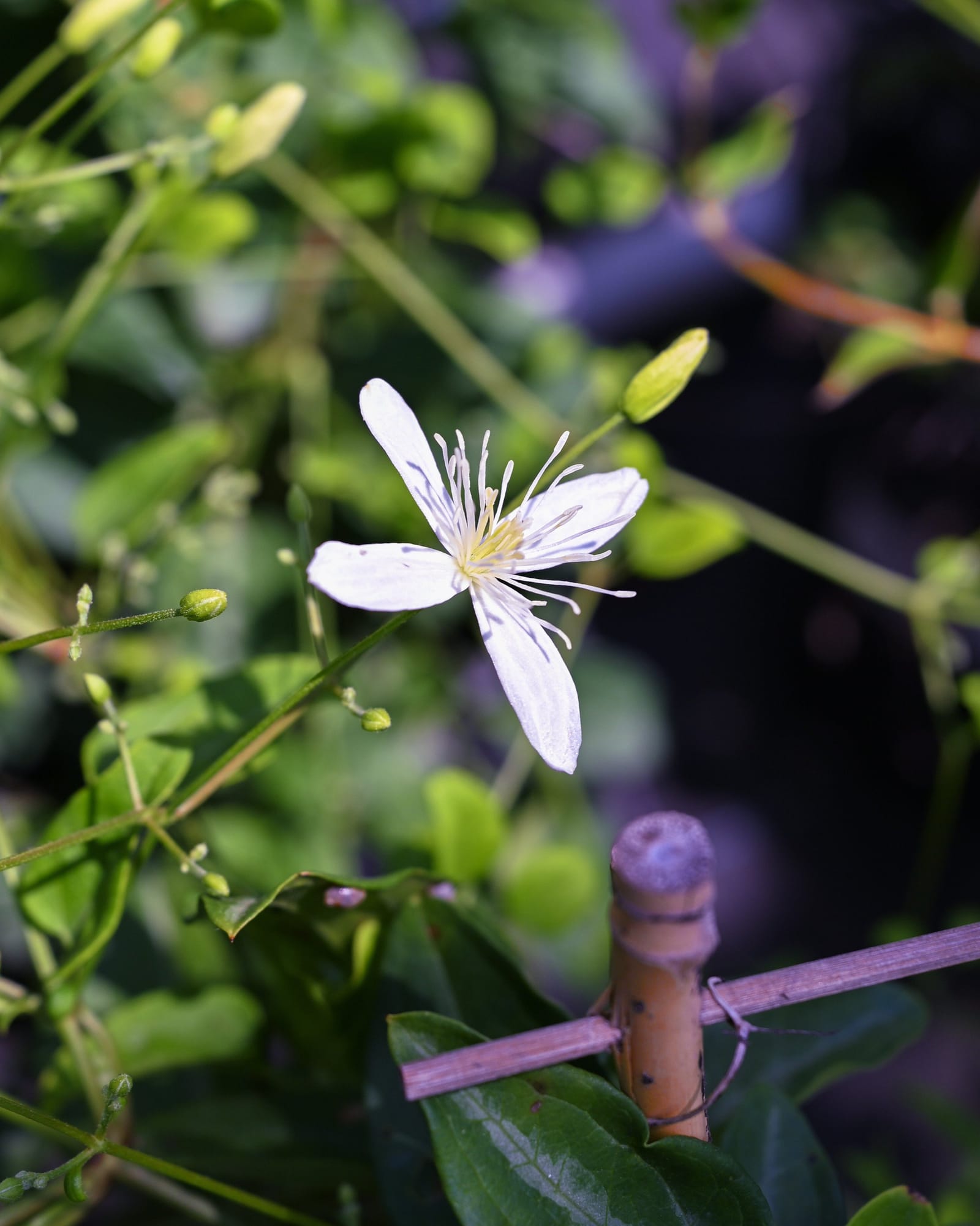 Sweet Autumn Clematis - view 3